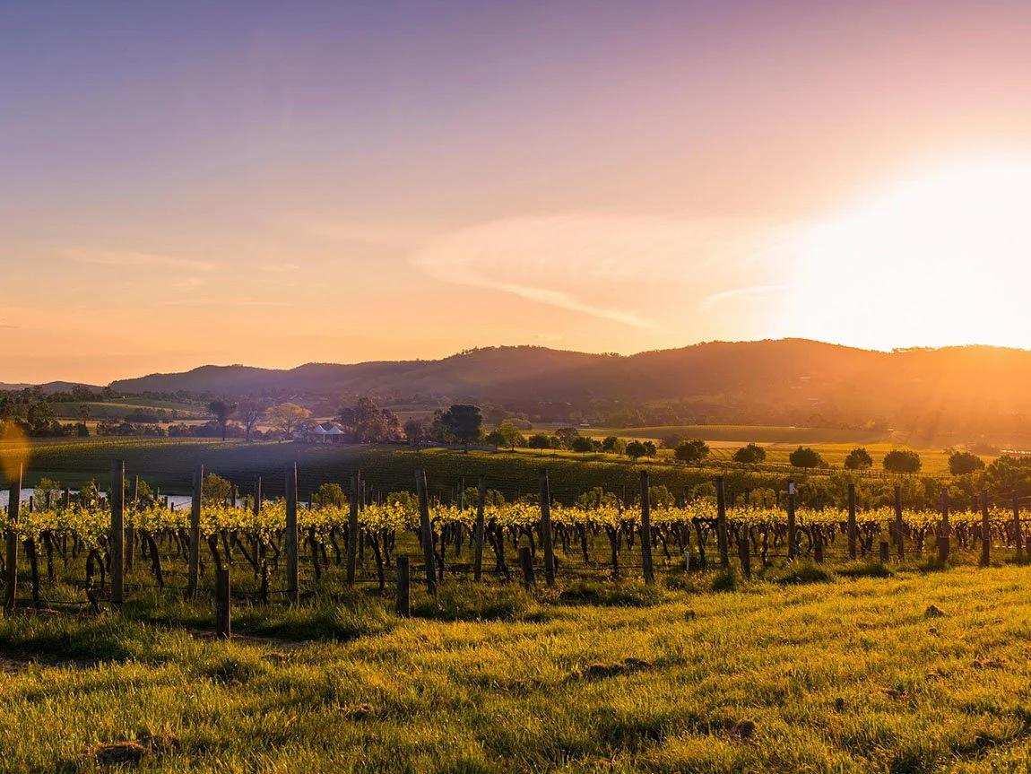 Vineyard with rows of grapevines in a lush green field, with hills in the background and a sunset in the sky.