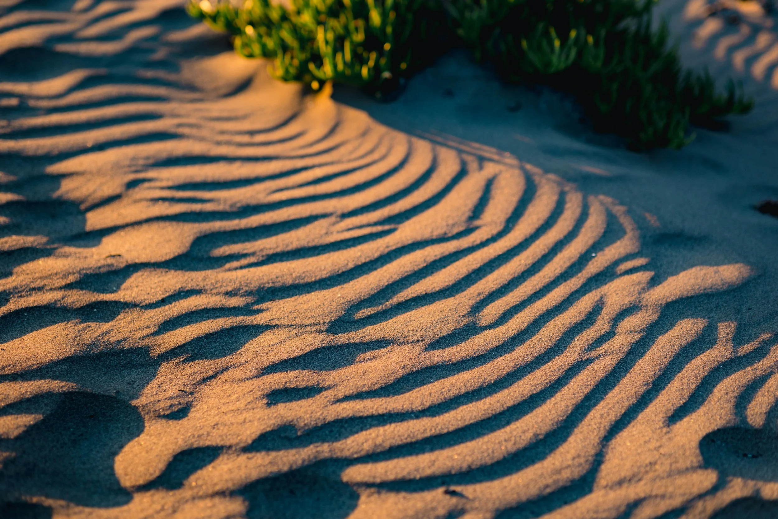 Close-up of sand dunes with ripples, with some green vegetation in the background, illuminated by warm sunlight.