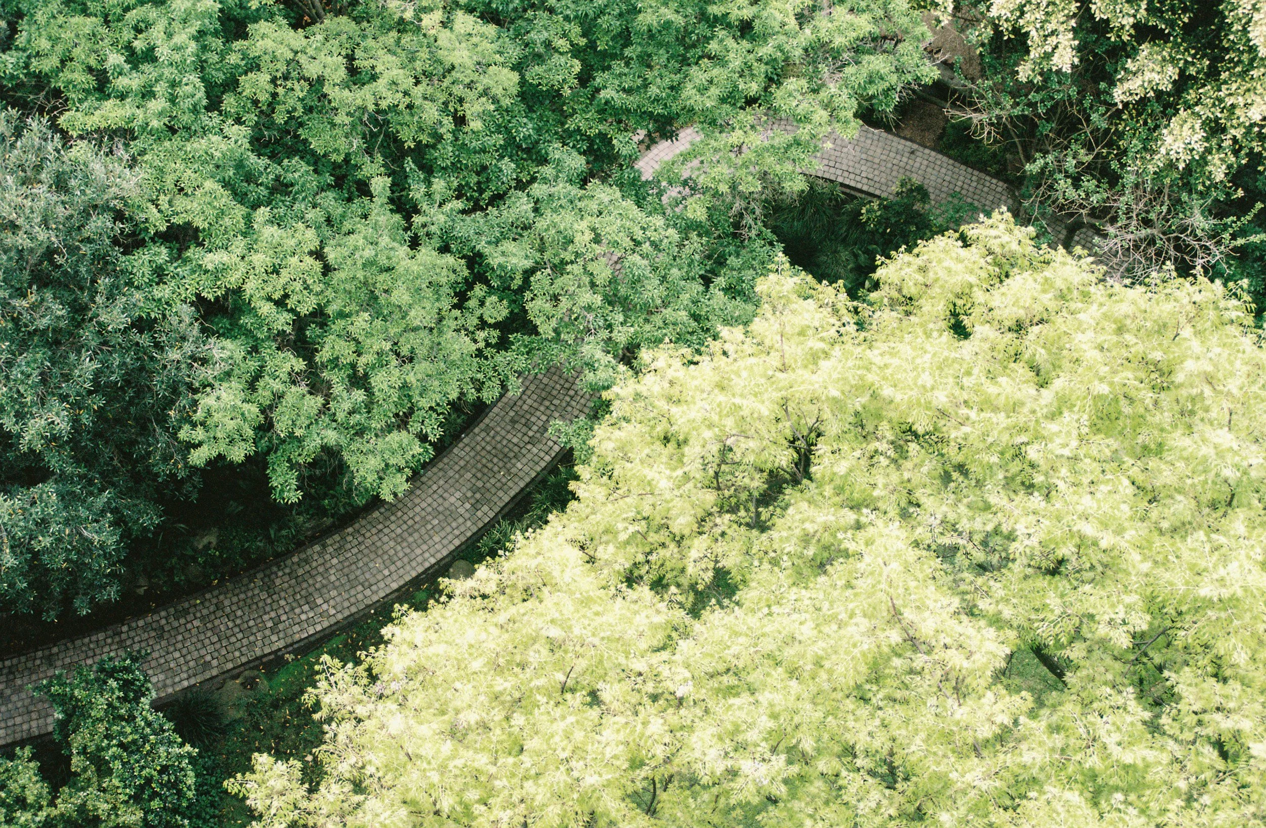 Aerial view of a winding pathway through a park with lush green trees and foliage.
