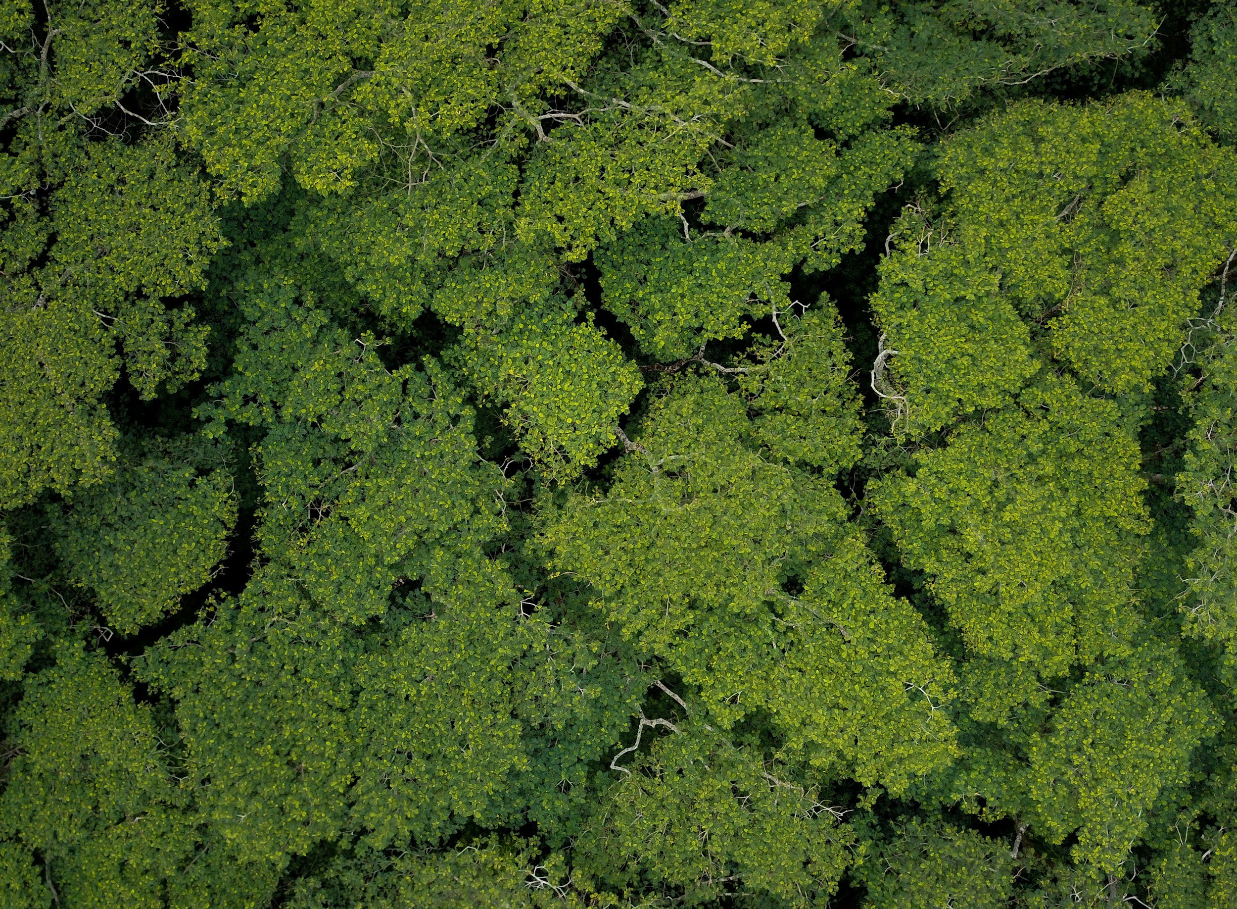 An aerial view of a dense green forest with overlapping trees and visible winding pathways or clearings.
