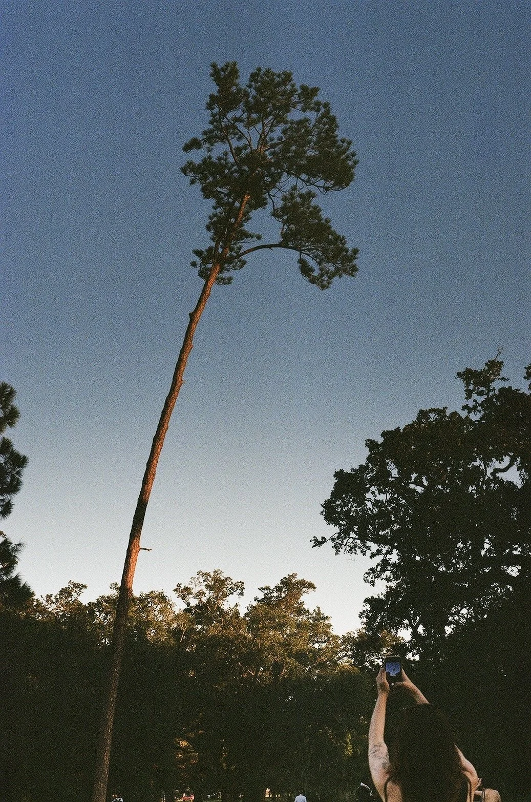 A tall, leaning pine tree against a blue sky, with a person in front capturing the scene on their phone.