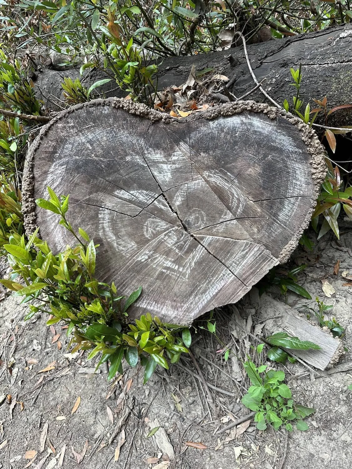 Heart shaped cross-section of a tree trunk