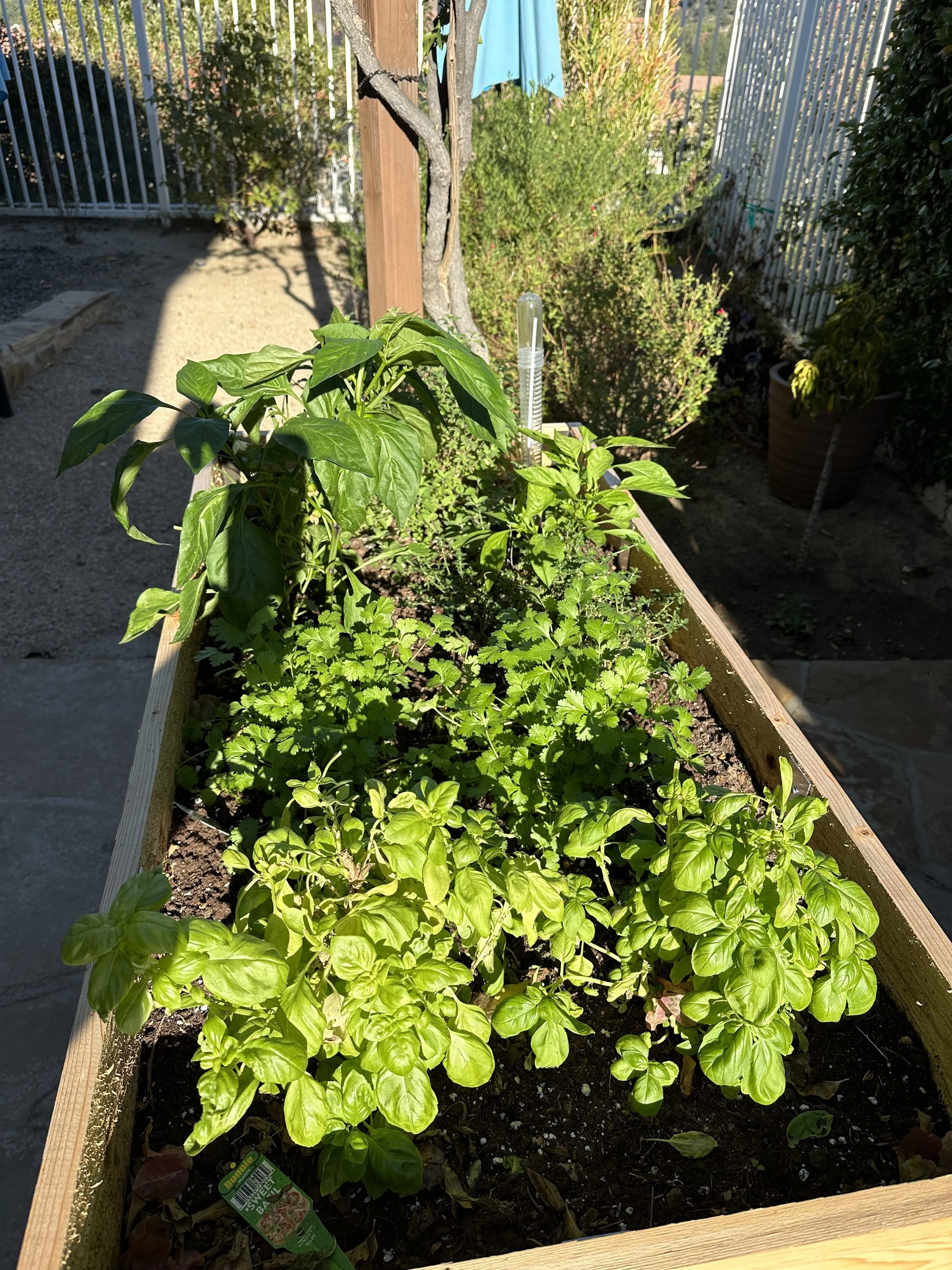 I love to grow herbs and vegetables. 