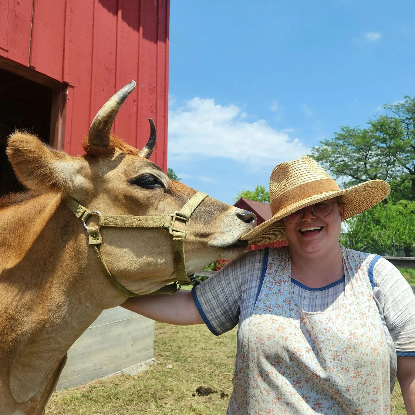 A Shawnee Town volunteer with a cow nibbling her hat