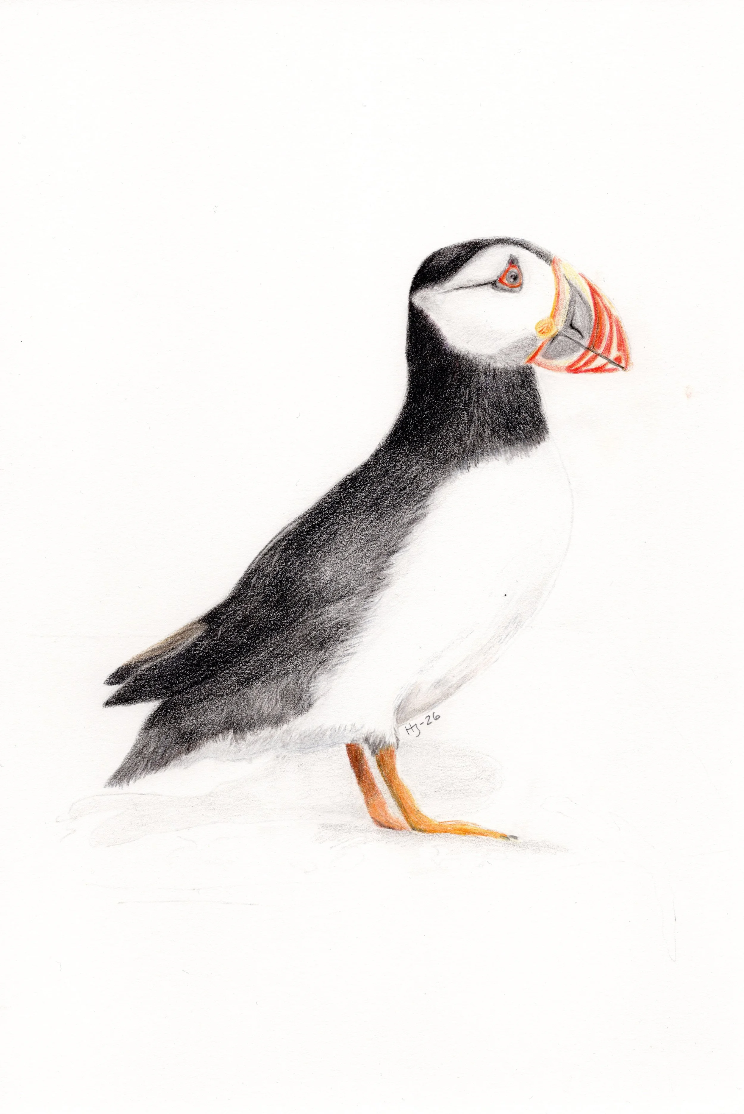 A Puffin Moment_JPEG til Gelato.jpg