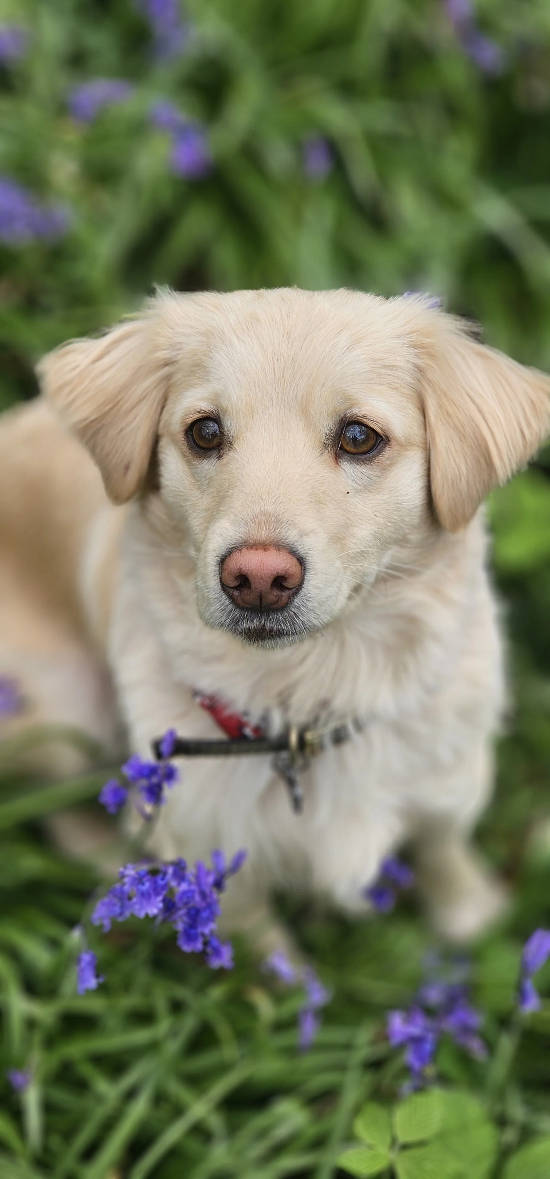School-funded 1:1 Pet therapy
