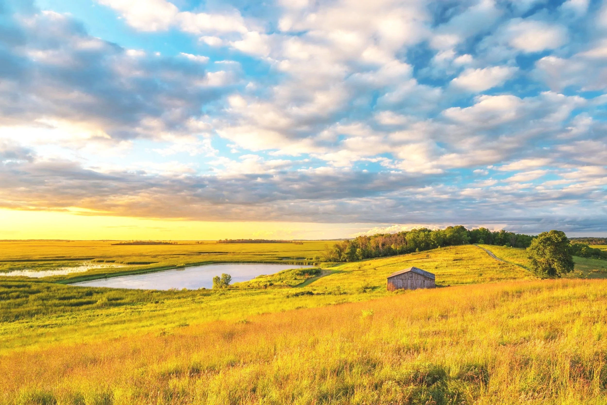 A scenic landscape of a yellow grassy field with a small lake, trees, and a wooden barn, under a partly cloudy blue sky during sunset.
