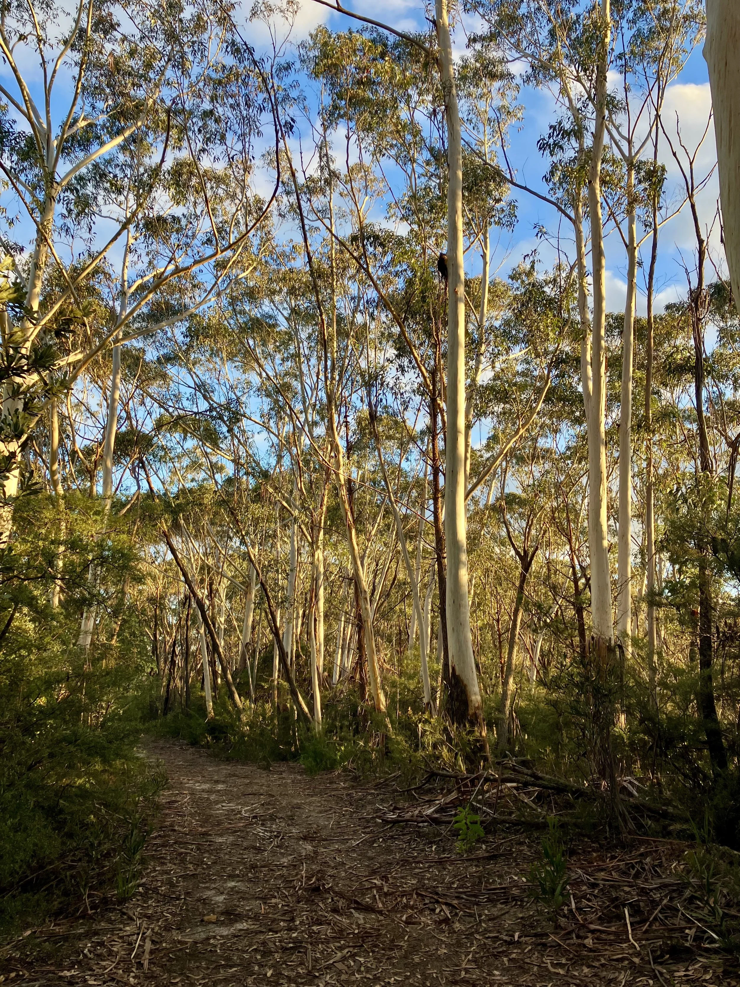 A dirt path through a dense forest area with tall trees and green foliage, with sunlight filtering through the branches and a clear blue sky visible above.
