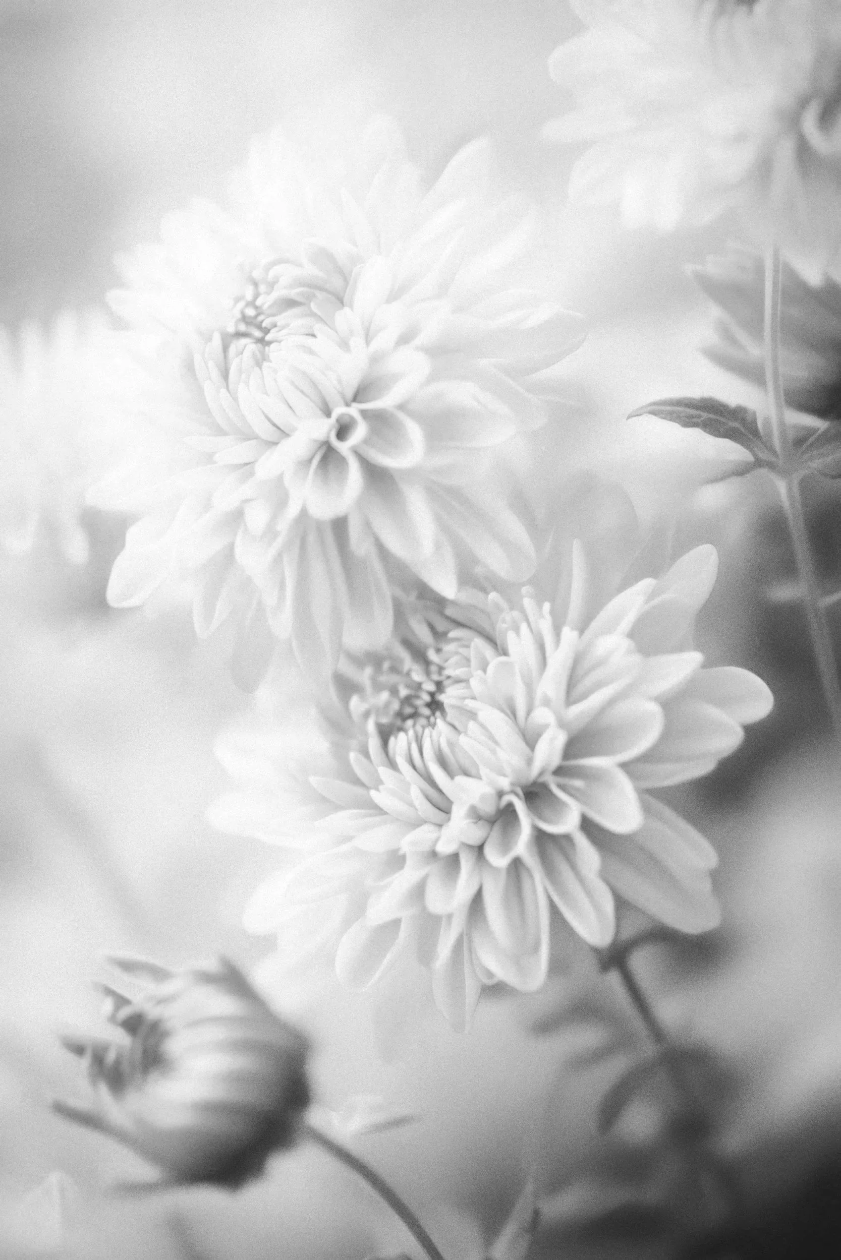 Close-up of light-colored flowers with layered petals in black and white.