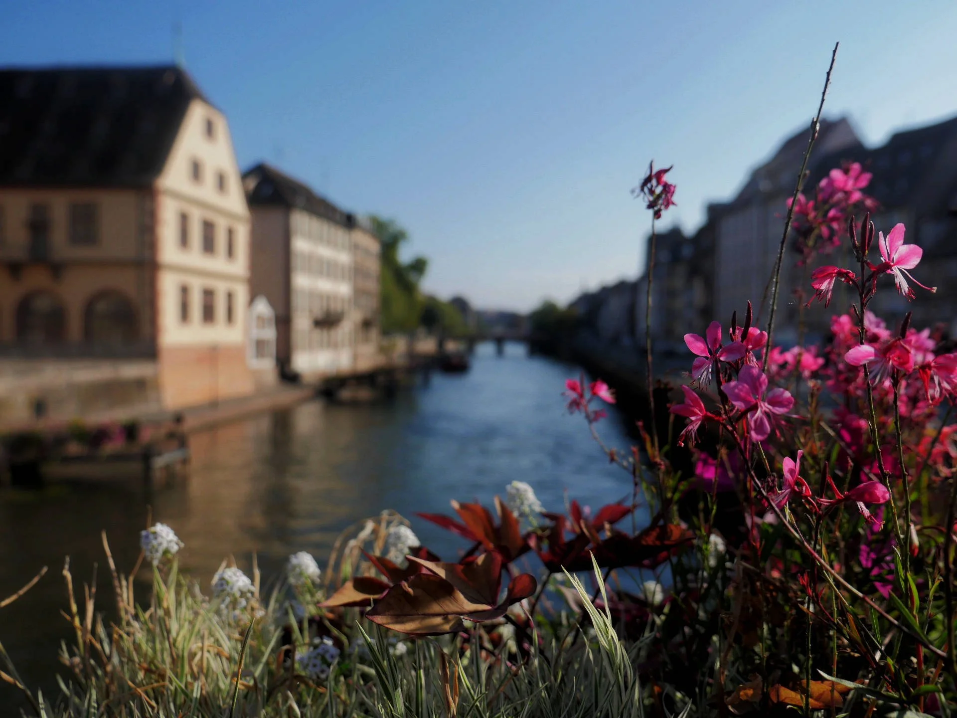 Flowers in the foreground with a river and historic buildings on the banks in the background under a clear blue sky.