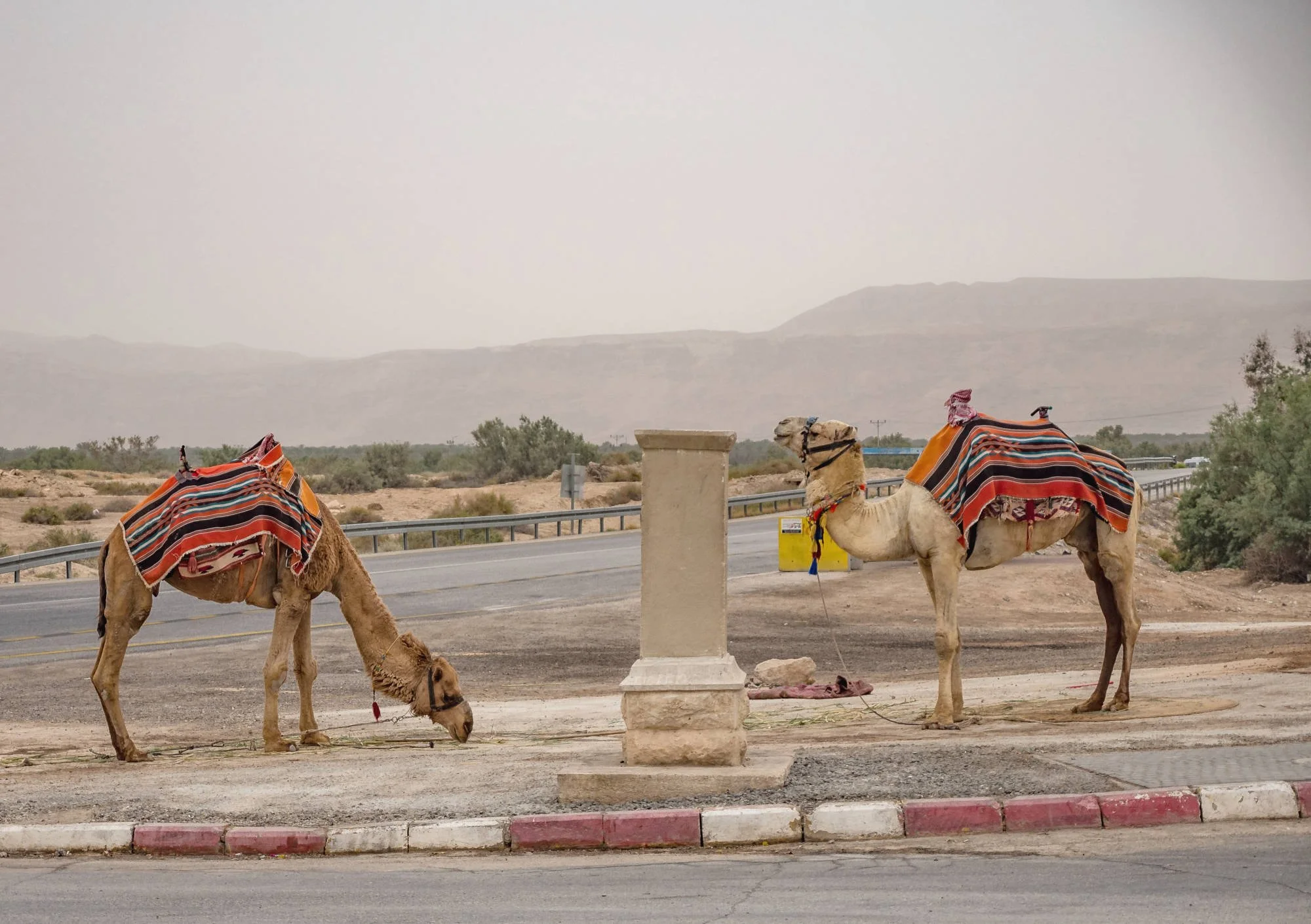 camels-israel-2-2000x1411.jpg