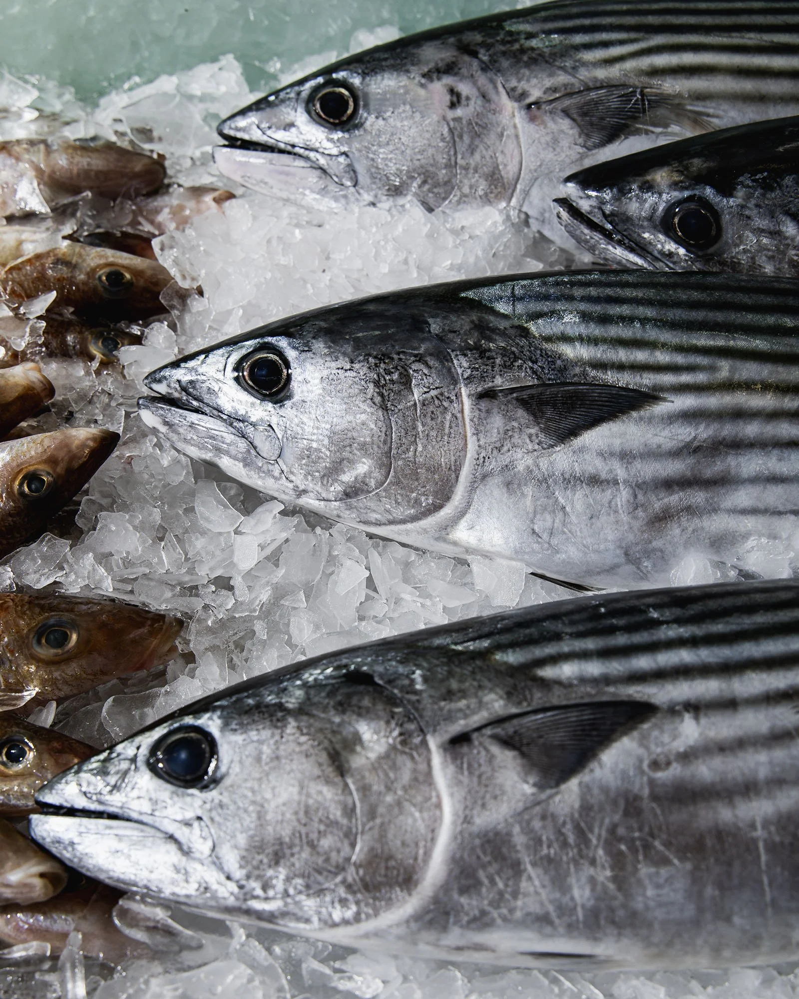 Close-up of fish on ice at a market or seafood shop.