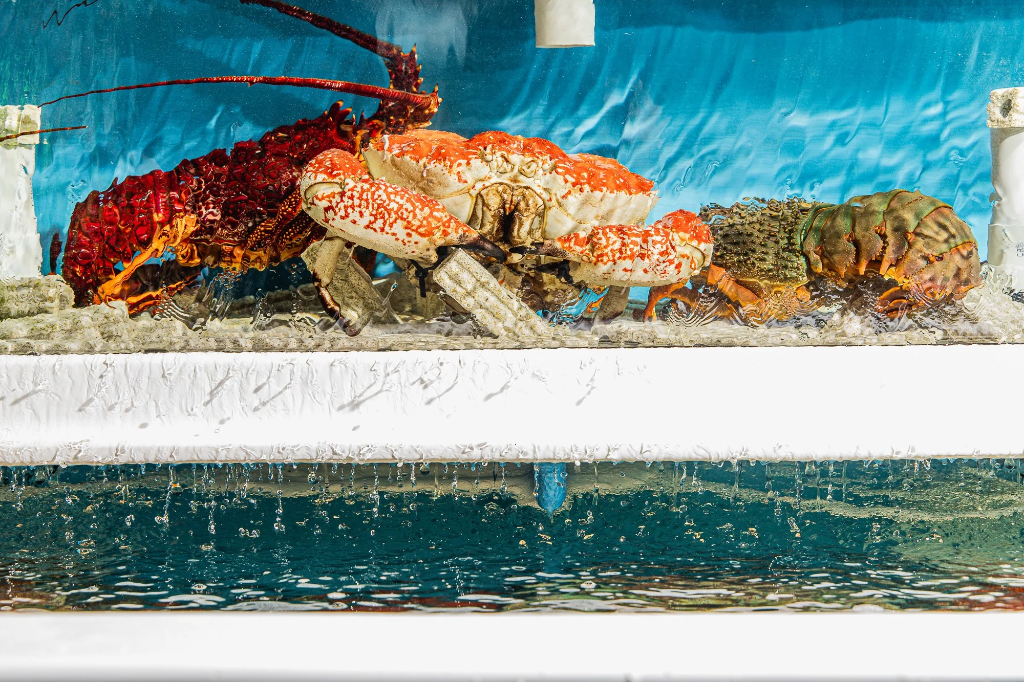 A large lobster with red and orange coloring in an aquatic tank.