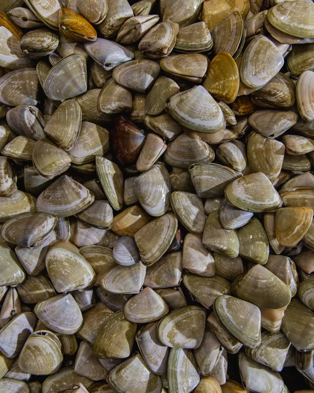 Close-up of numerous clamshells piled together.