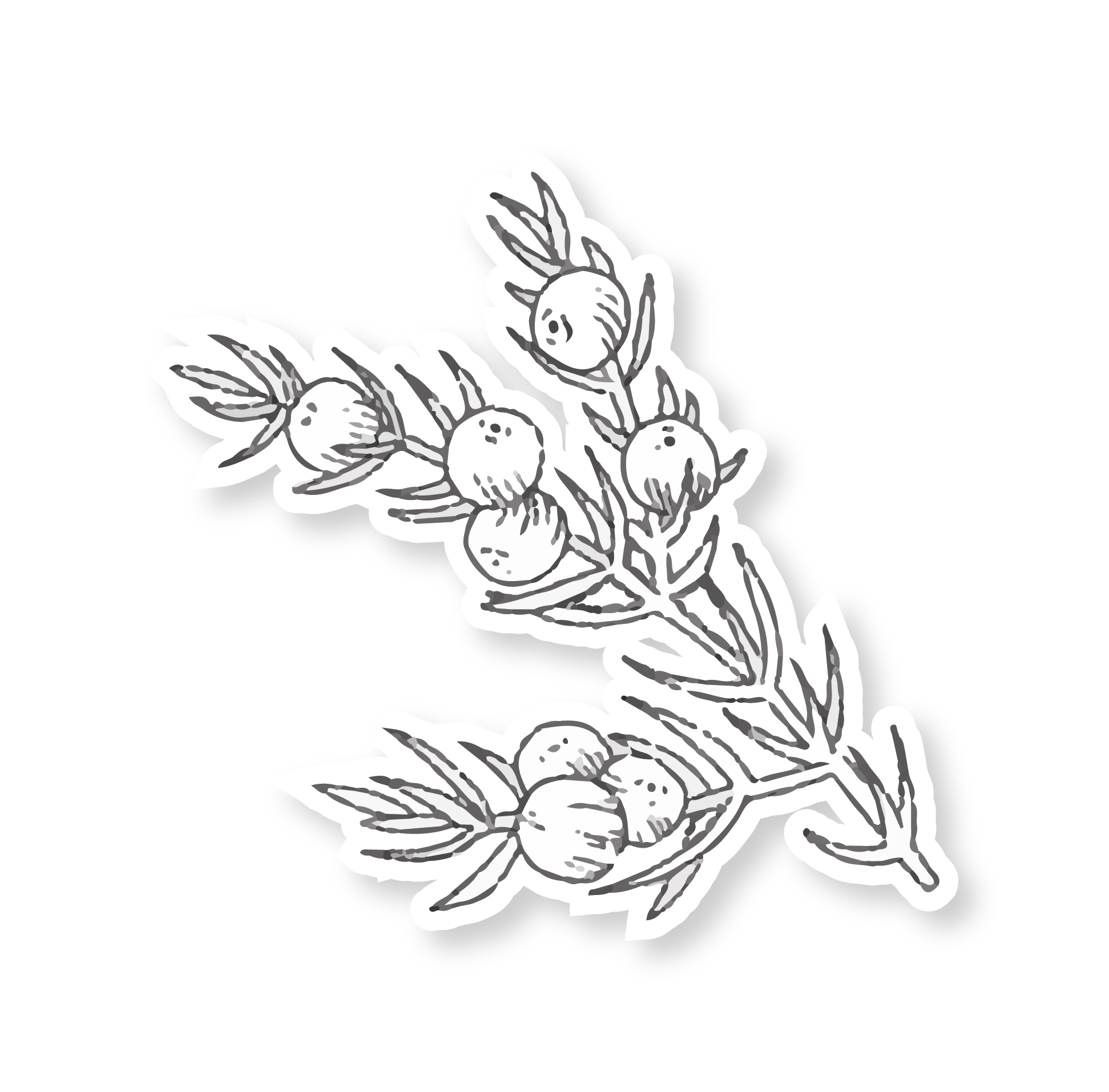 Black and white illustration of blueberries with leaves.