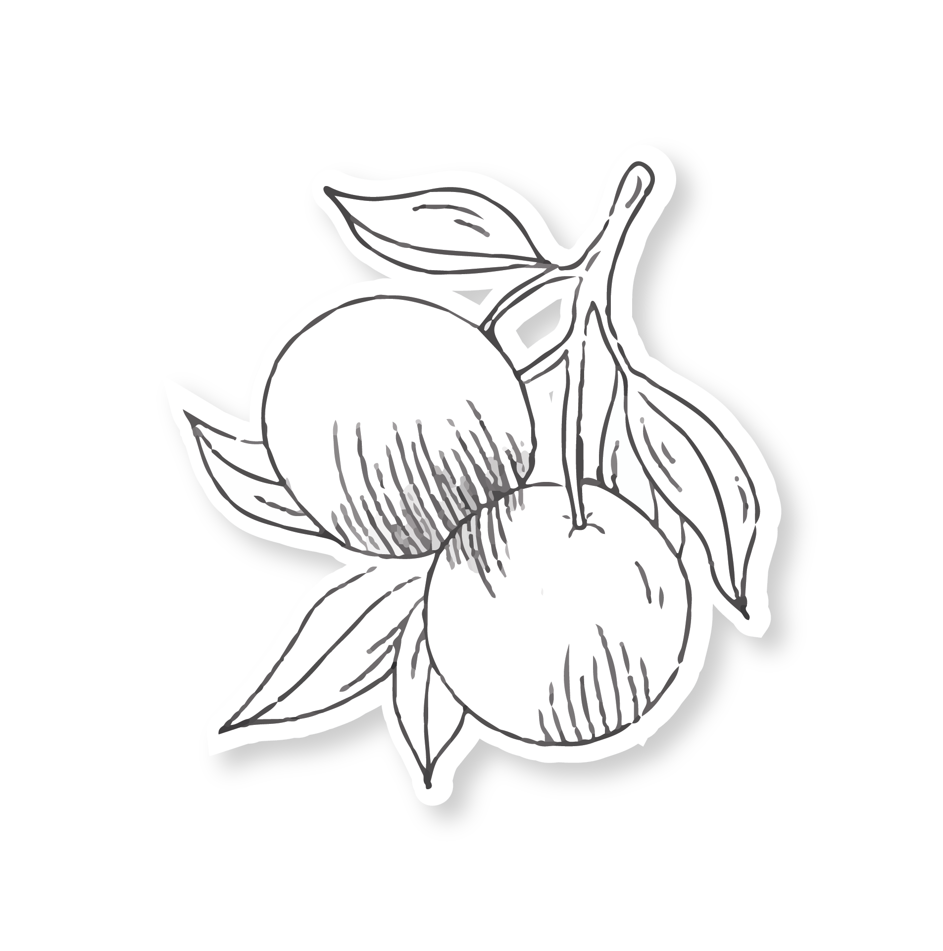 Black and white line drawing of a oranges with leaves.