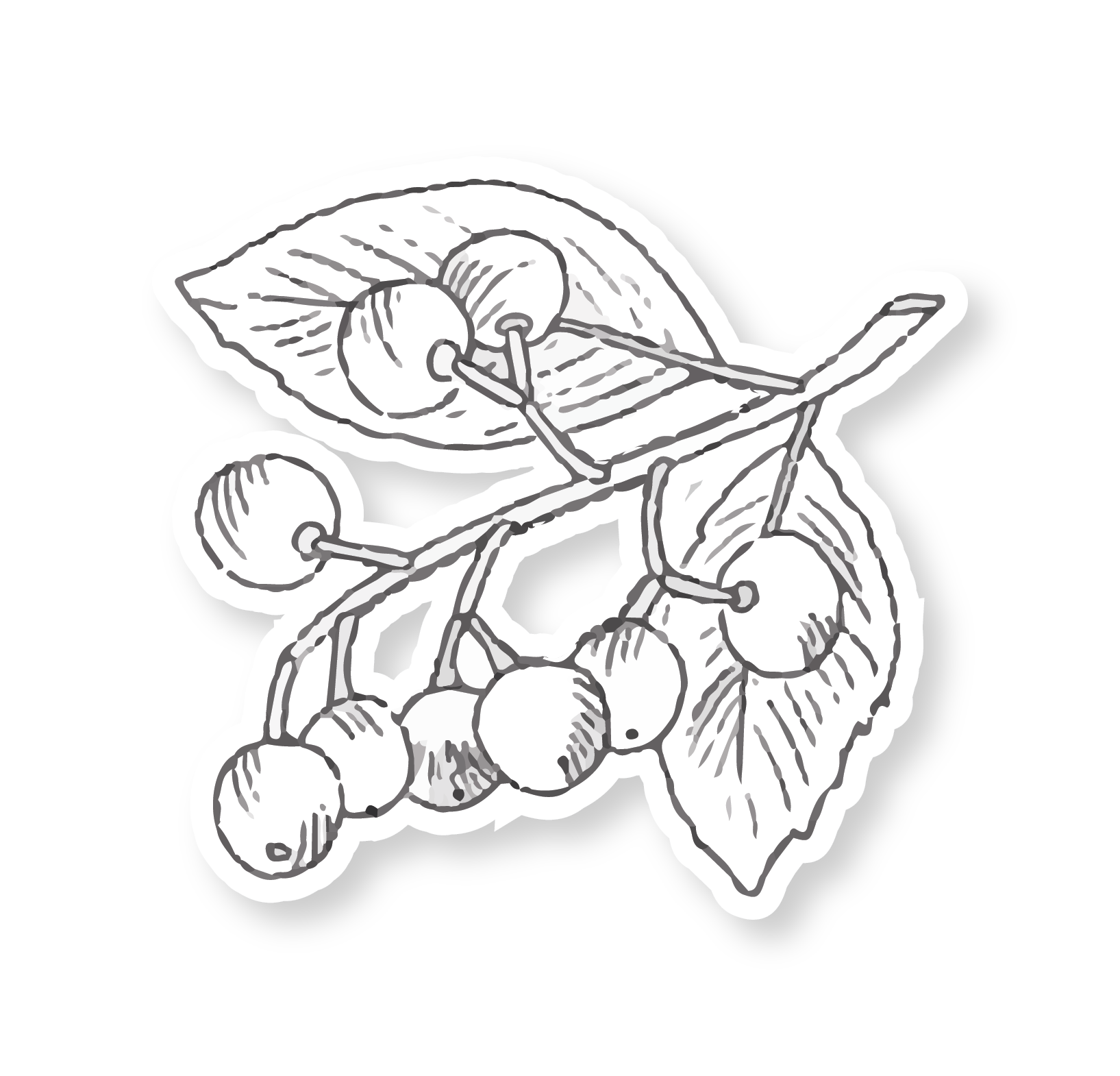 Outline illustration of juniper berries
