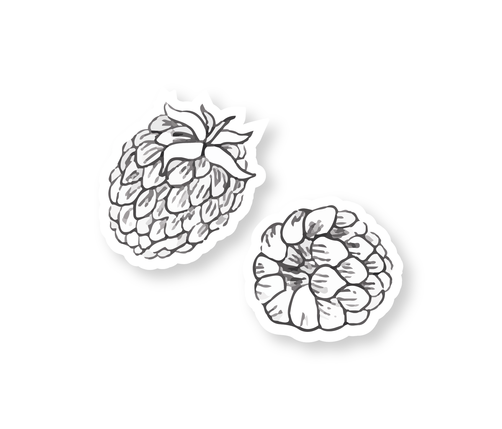 Black and white illustration of two raspberries, detailed with line work on a black background.