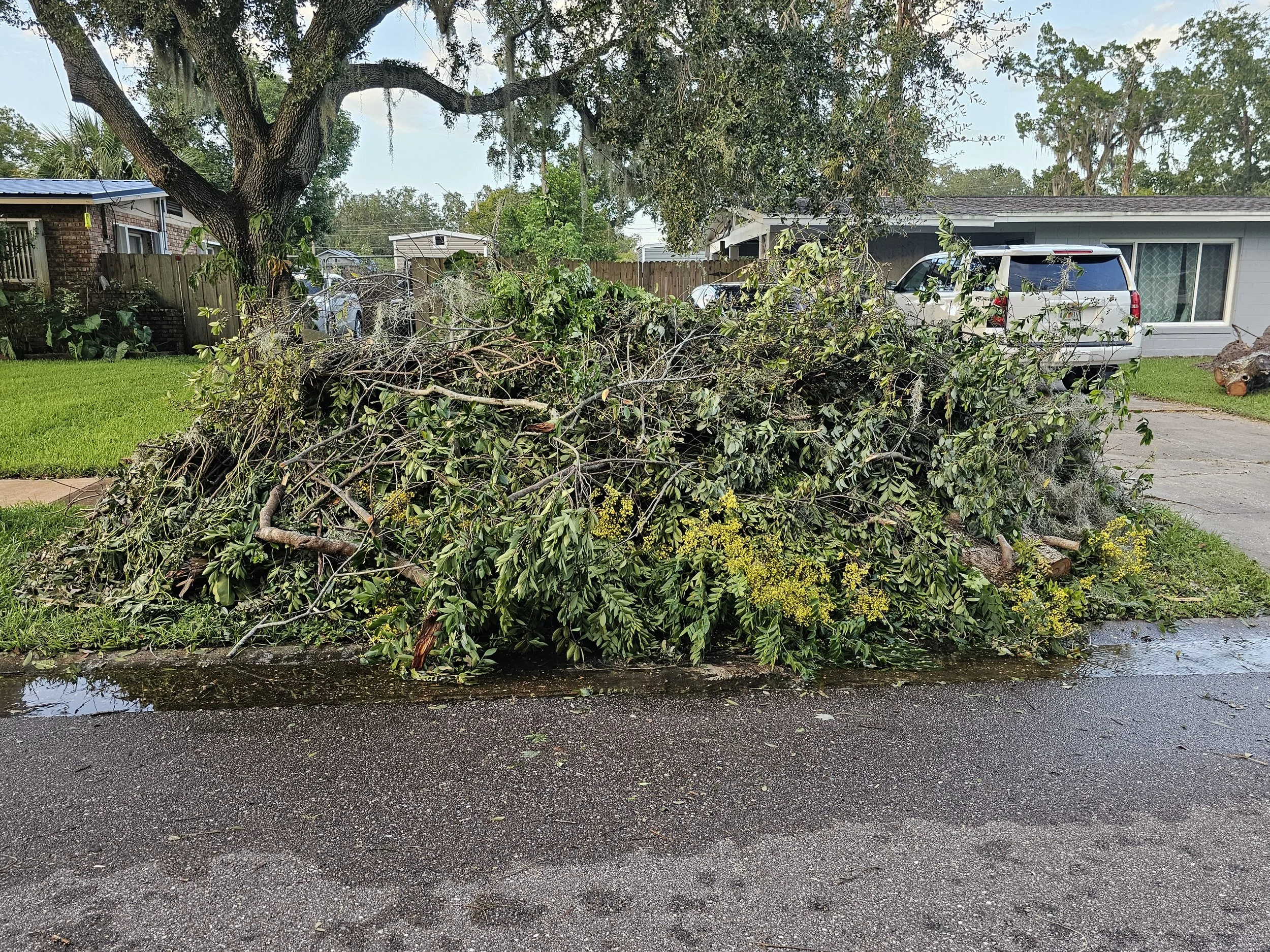 Landscape Maintenance - brush clean-up