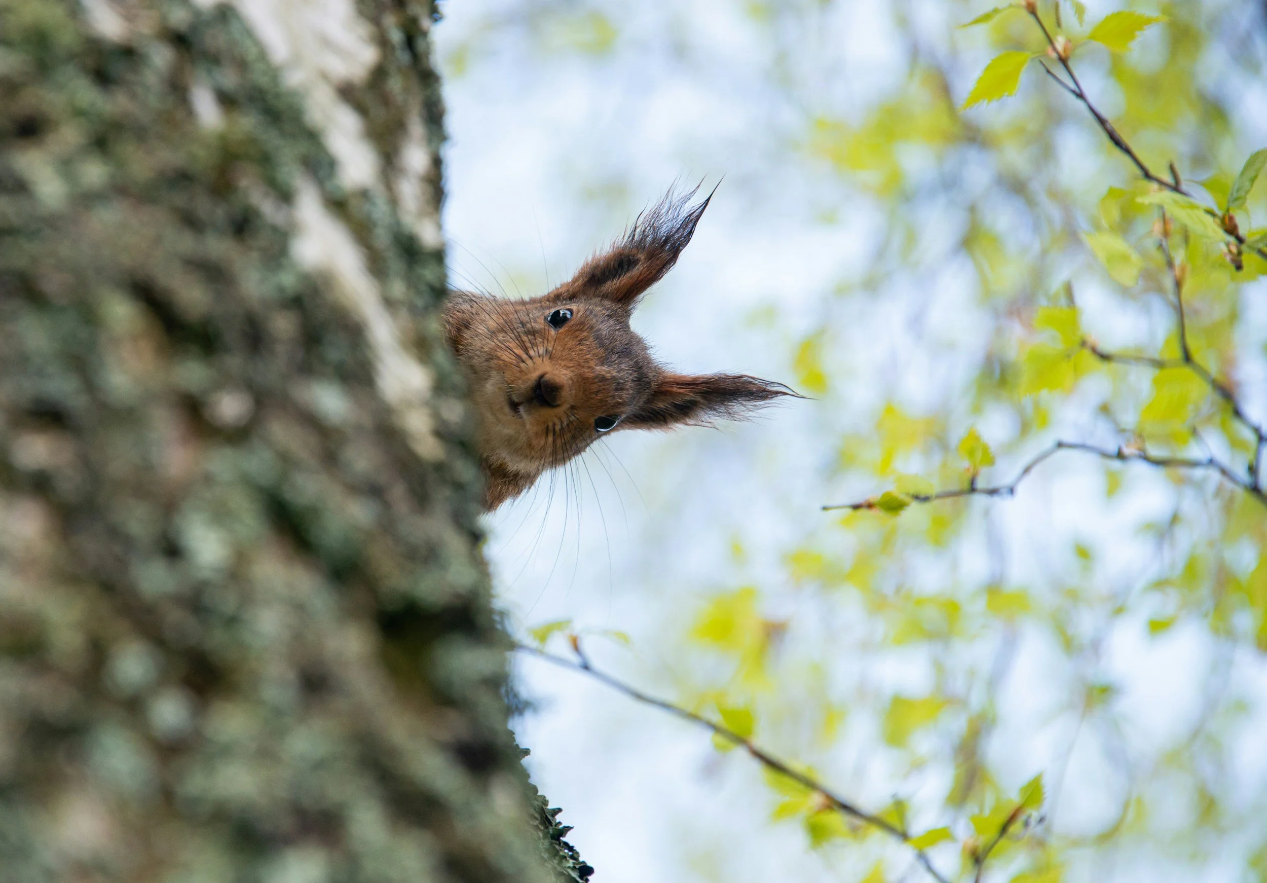 Close-up of a squirrel peering down from a tree trunk, with green leaves and branches in the background.