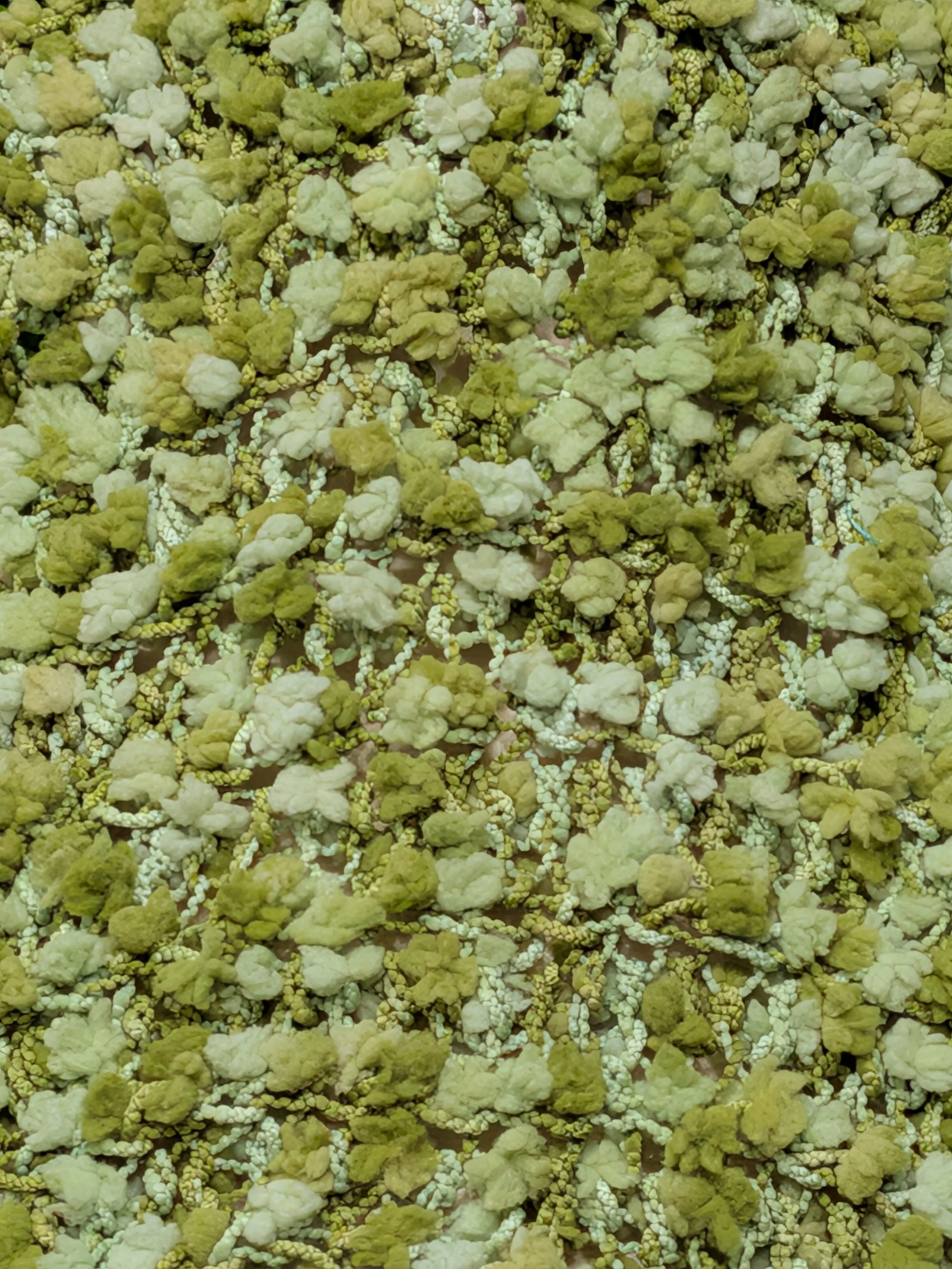 PC_Fresh-Moss_Detail.jpg