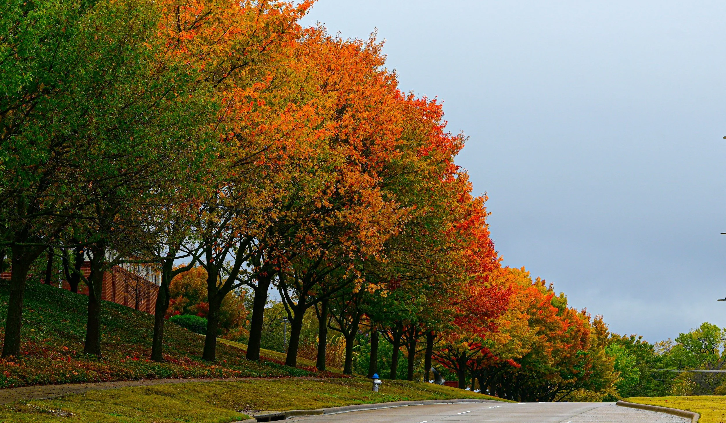 A street lined with trees displaying fall foliage in shades of green, yellow, orange, and red, with a cloudy sky overhead.