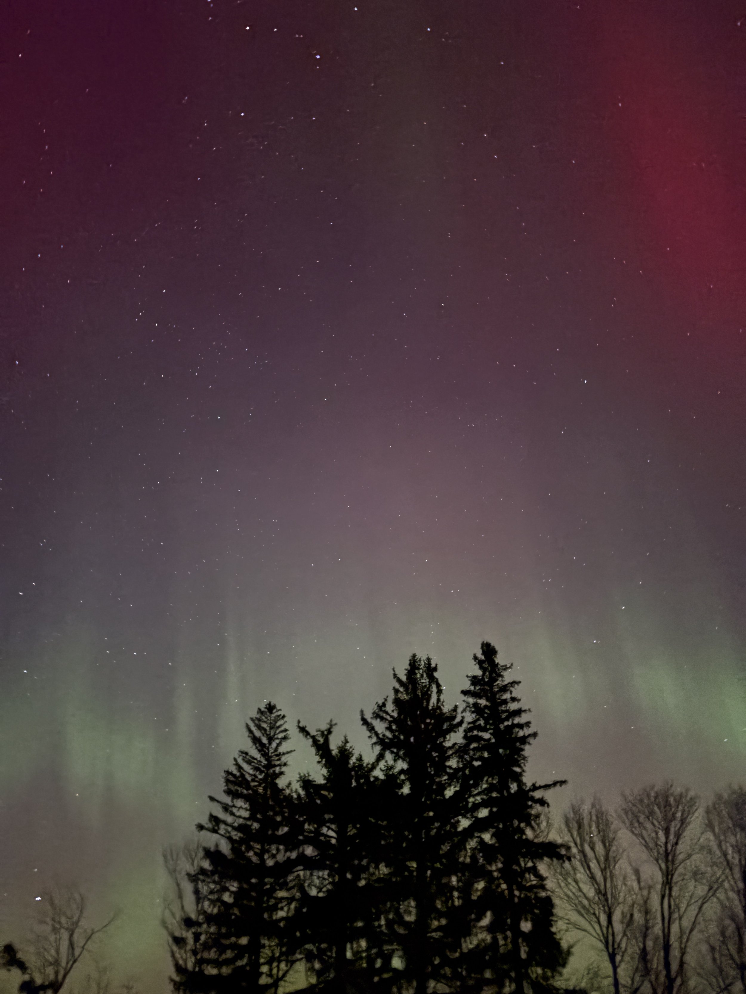 Northern Lights in shades of purple and green appear above pine trees.