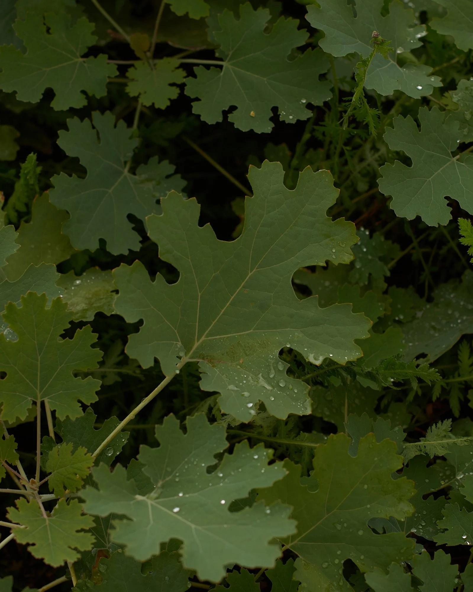 GLENMORE HOUSE_0045.jpg