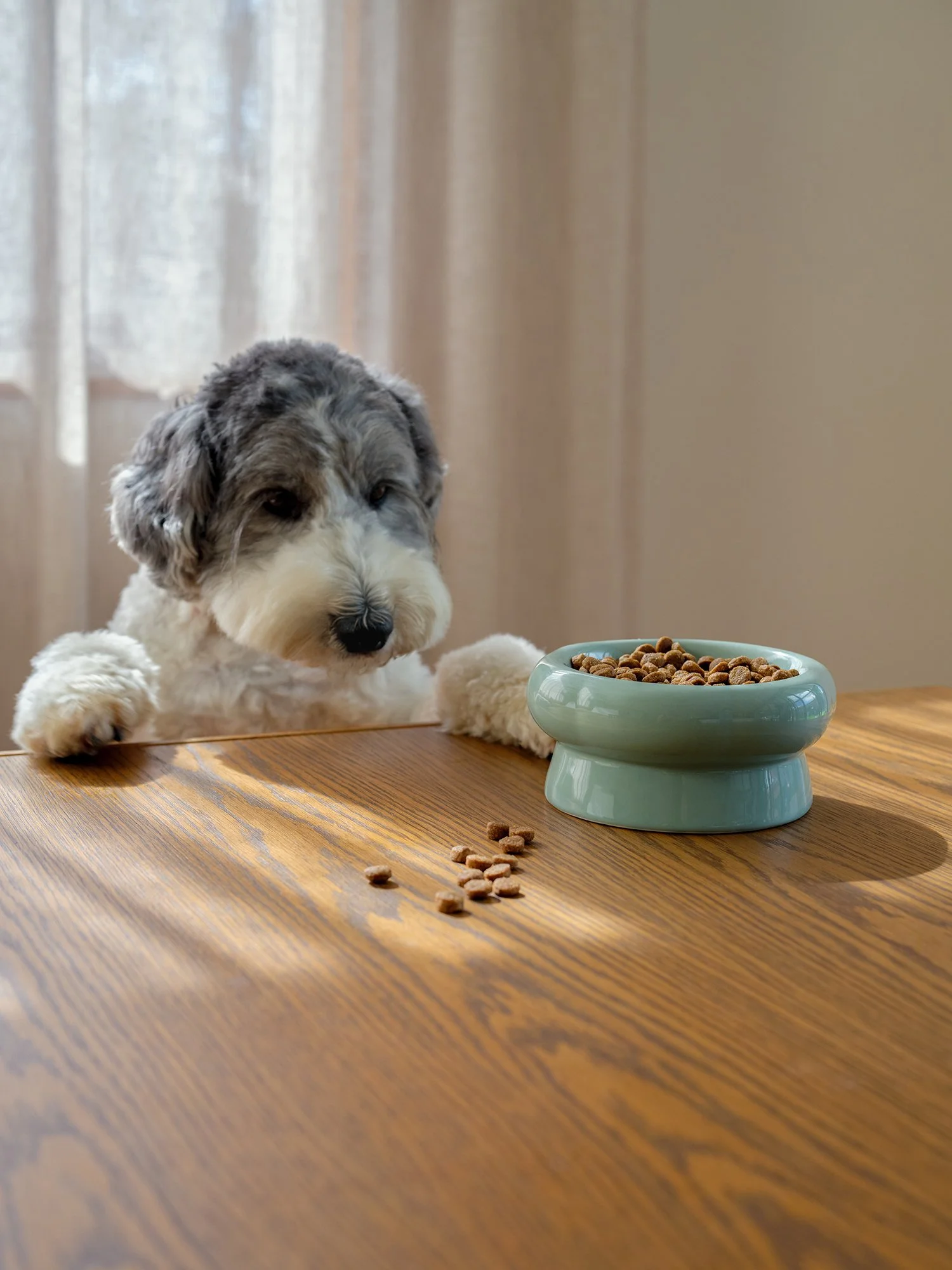 260124_DOGS_LIFE_01_0043 1.jpg