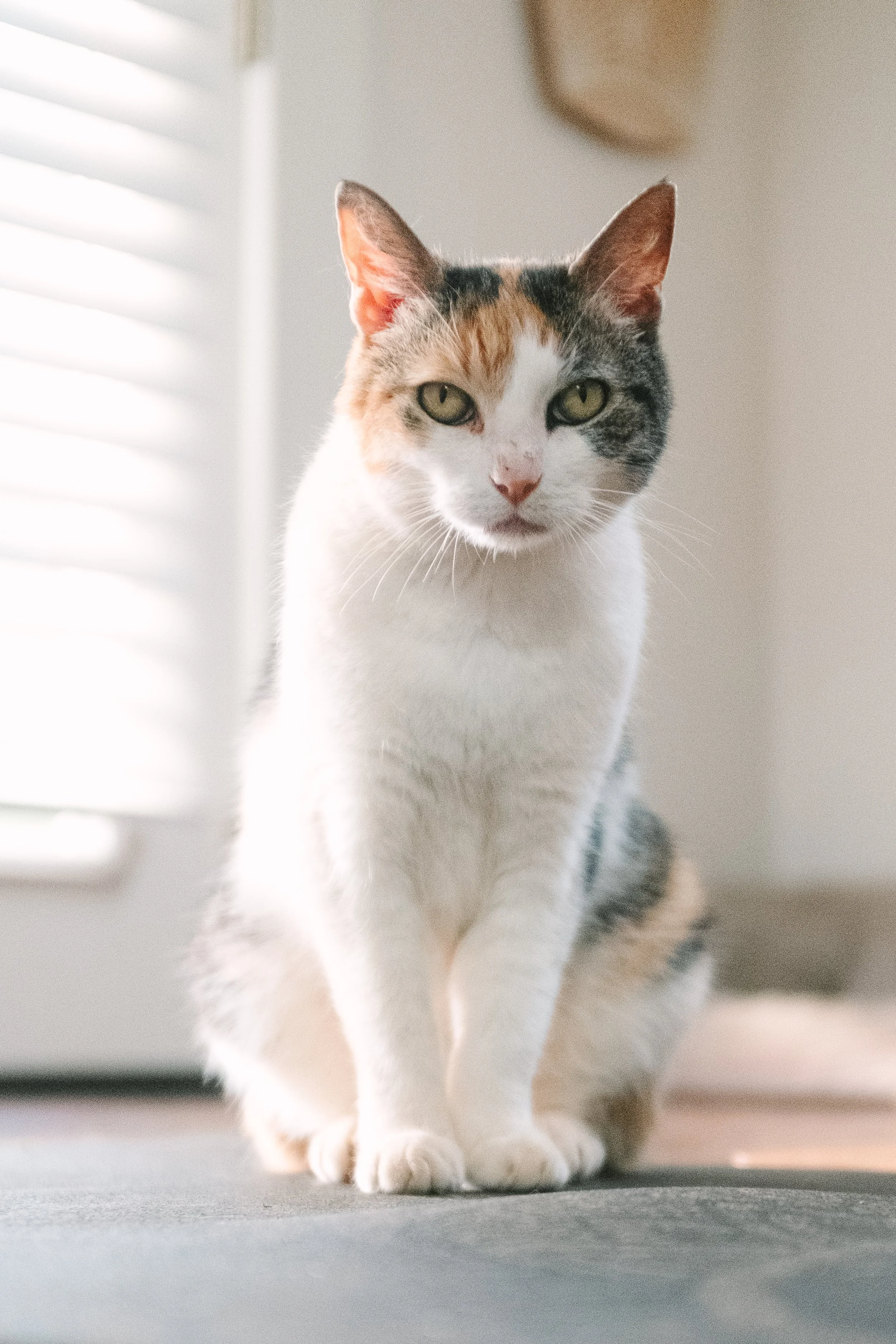 A calico cat with white, orange, and black fur sitting on a gray carpet in a room with white blinds and a wall.