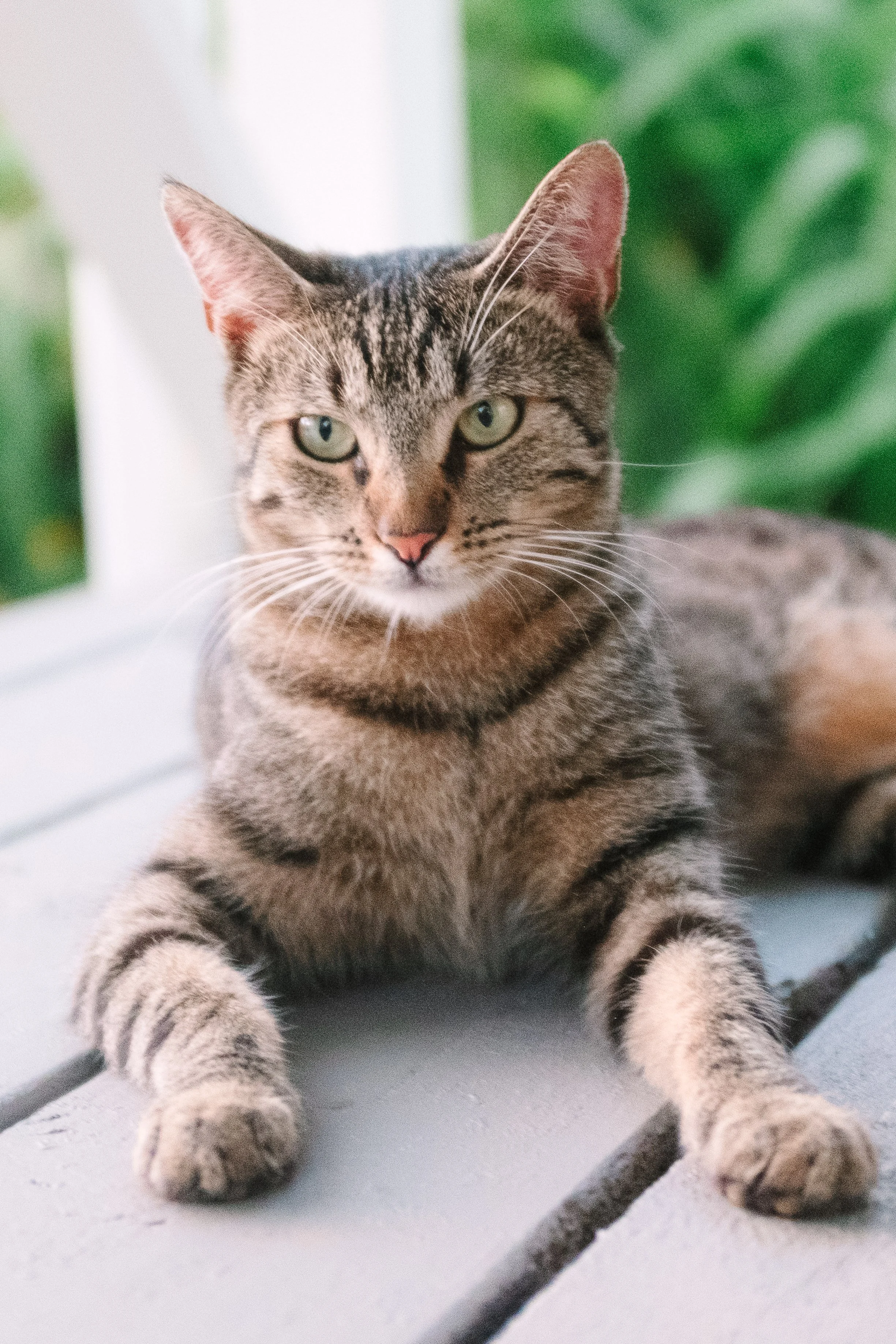 A tabby cat lying on a gray wooden surface, with green plants in the background.