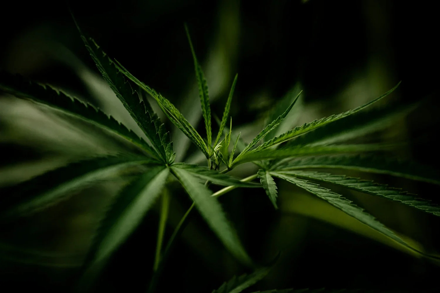 Close-up of green cannabis leaves with a dark background.