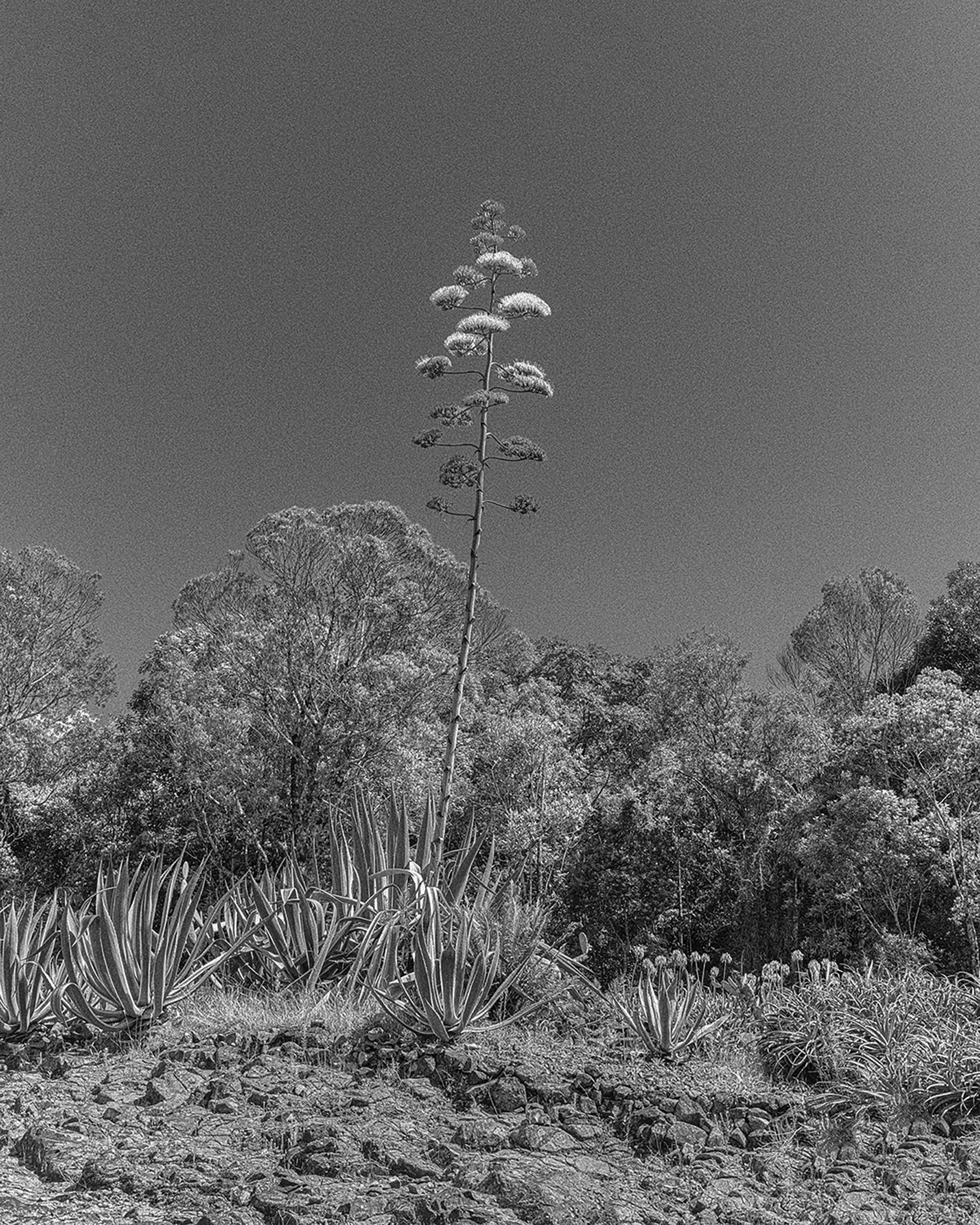 Paisagem com árvores, plantas suculentas e um céu claro, em uma foto em preto e branco.