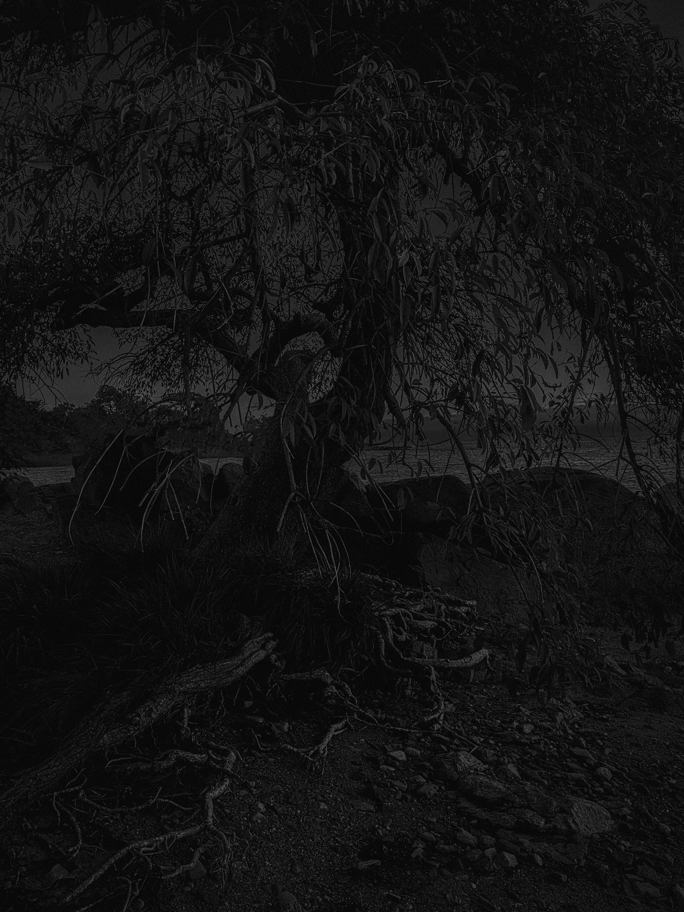 Árvore com galhos retorcidos e raízes expostas, próxima a um rio ou lago, ao entardecer ou de noite, em uma área natural selvagem.