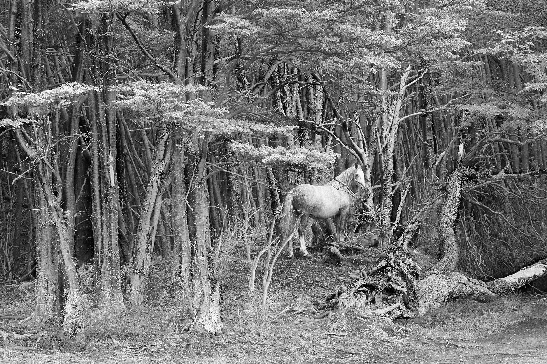 Cavalo branco em uma floresta de árvores com galhos retorcidos, tudo em tons de cinza
