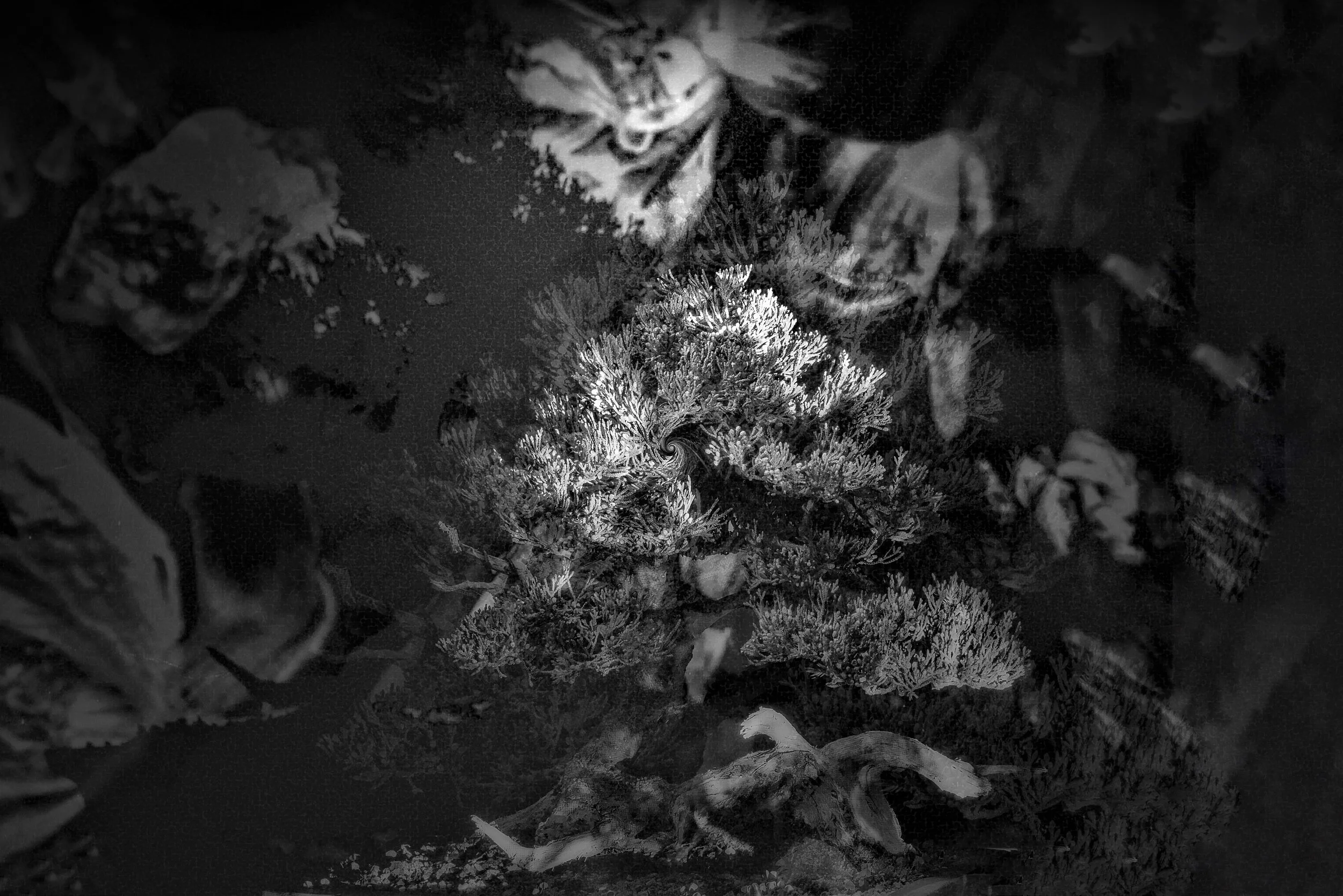 bonsai7 - cópia.jpg