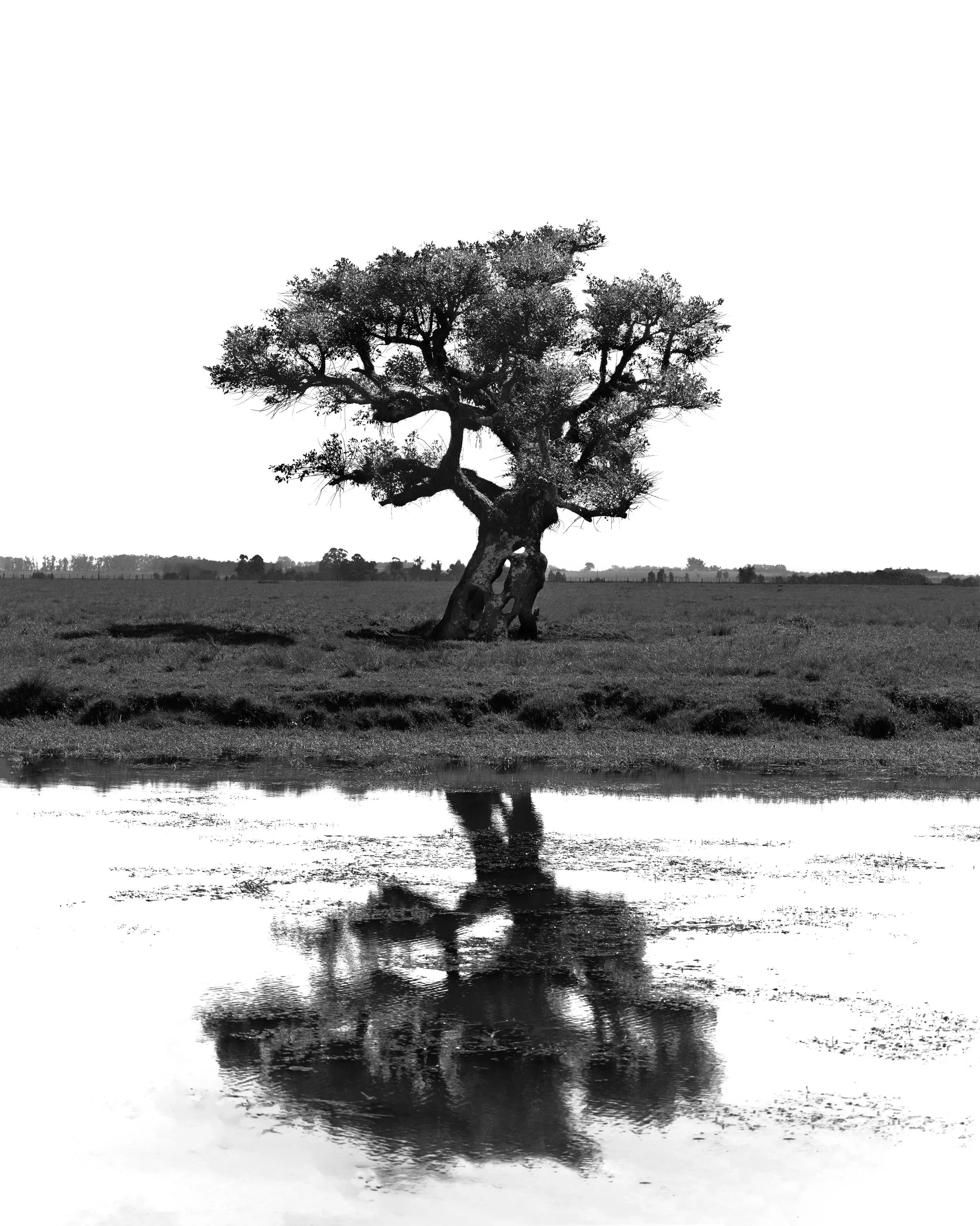 obra-raizes.jpg