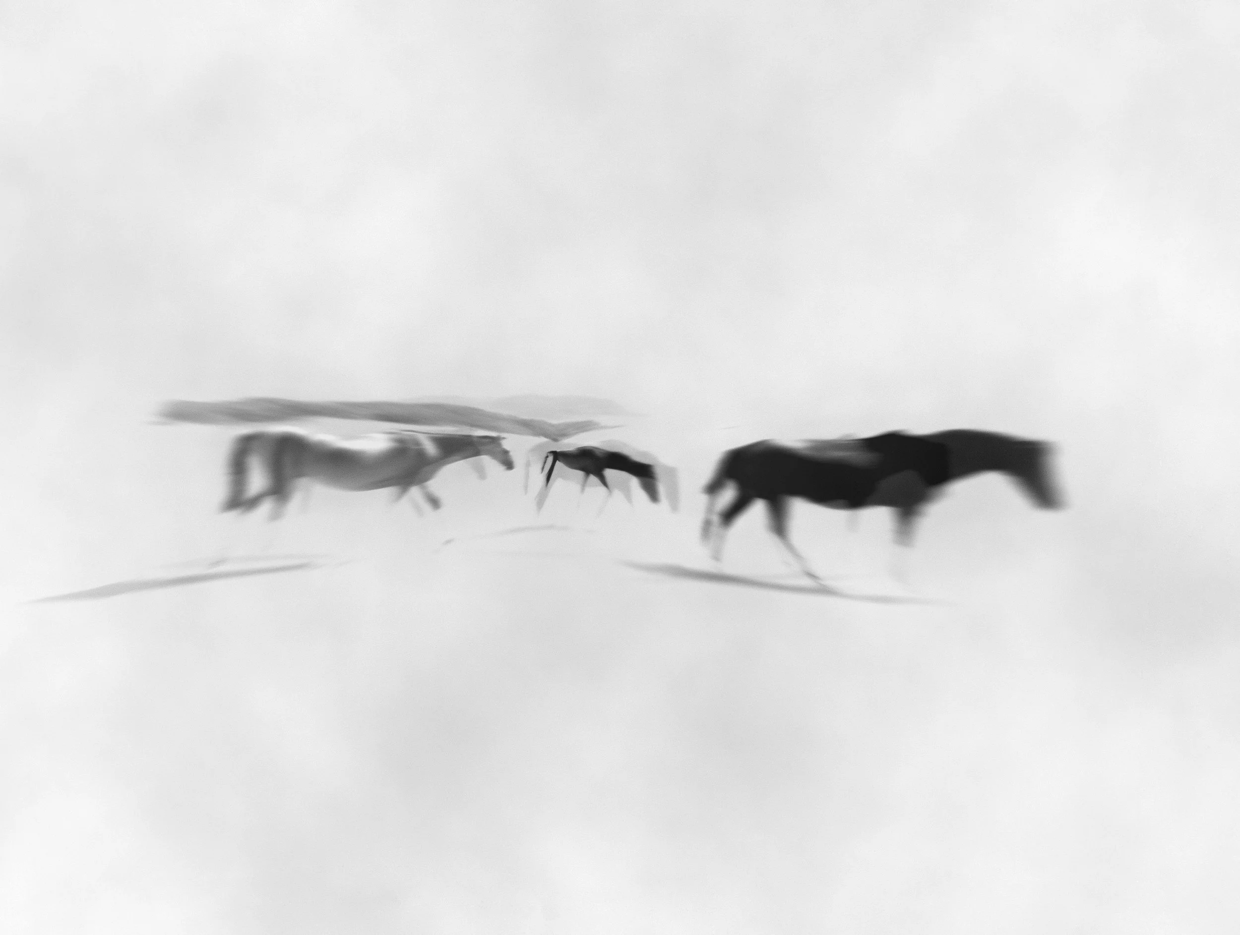 tropel-cavalos.jpg