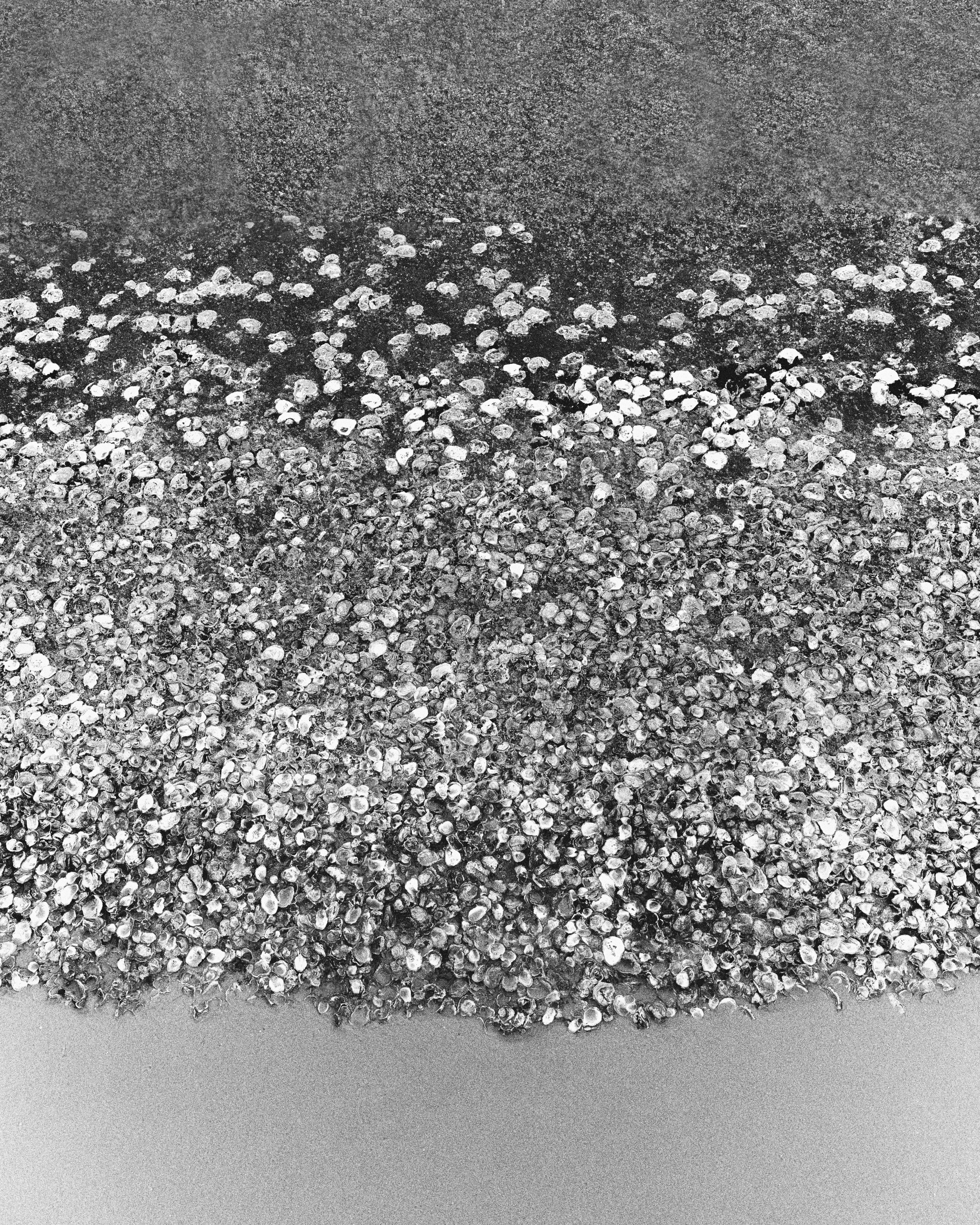 Foto em preto e branco de uma grande quantidade de conchas pequenas espalhadas sobre uma superfície plana. Na parte superior, uma zona de areia escura.