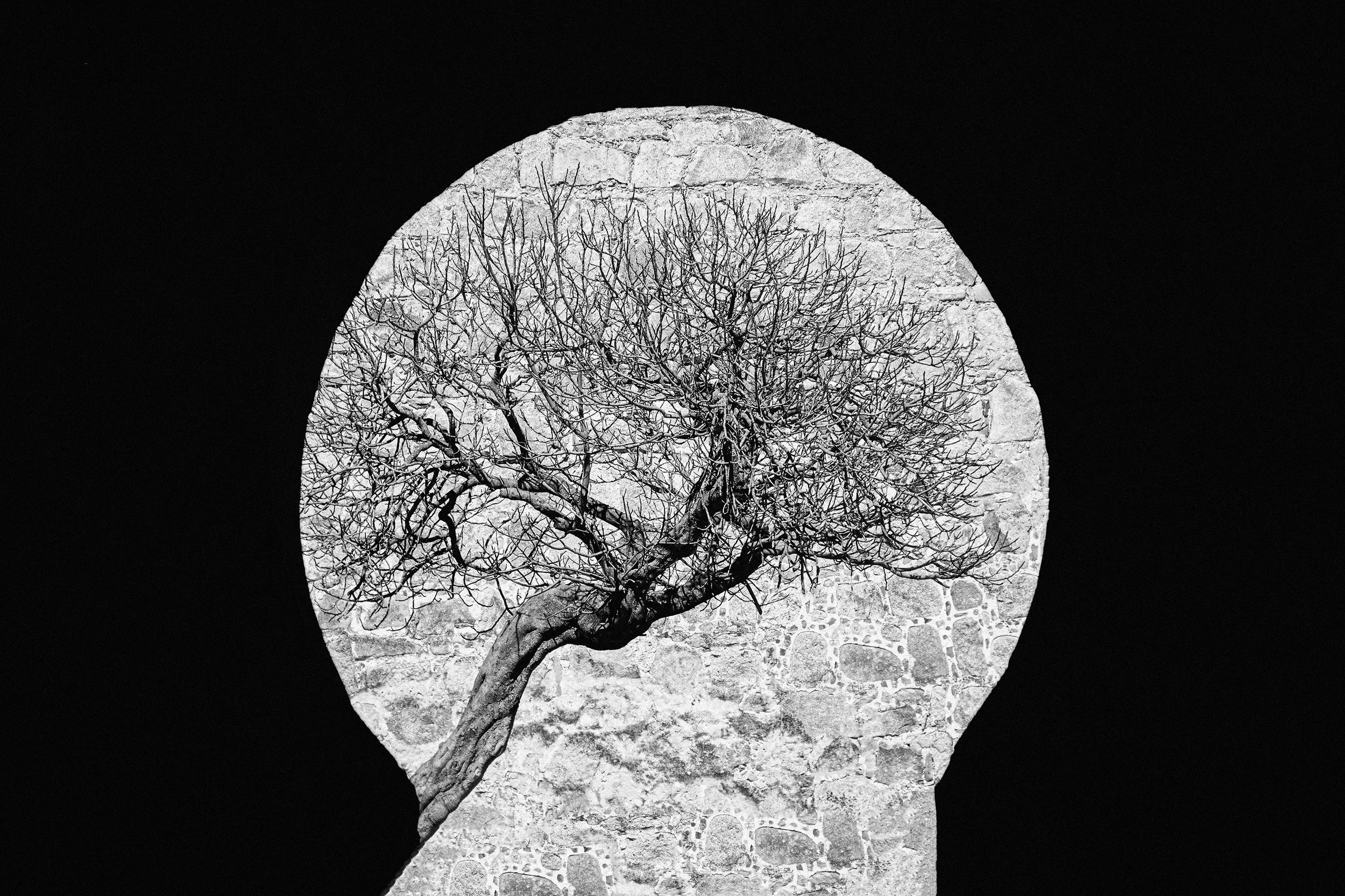 Silhueta de uma cabeça com uma árvore sem folhas dentro, contra um fundo preto.