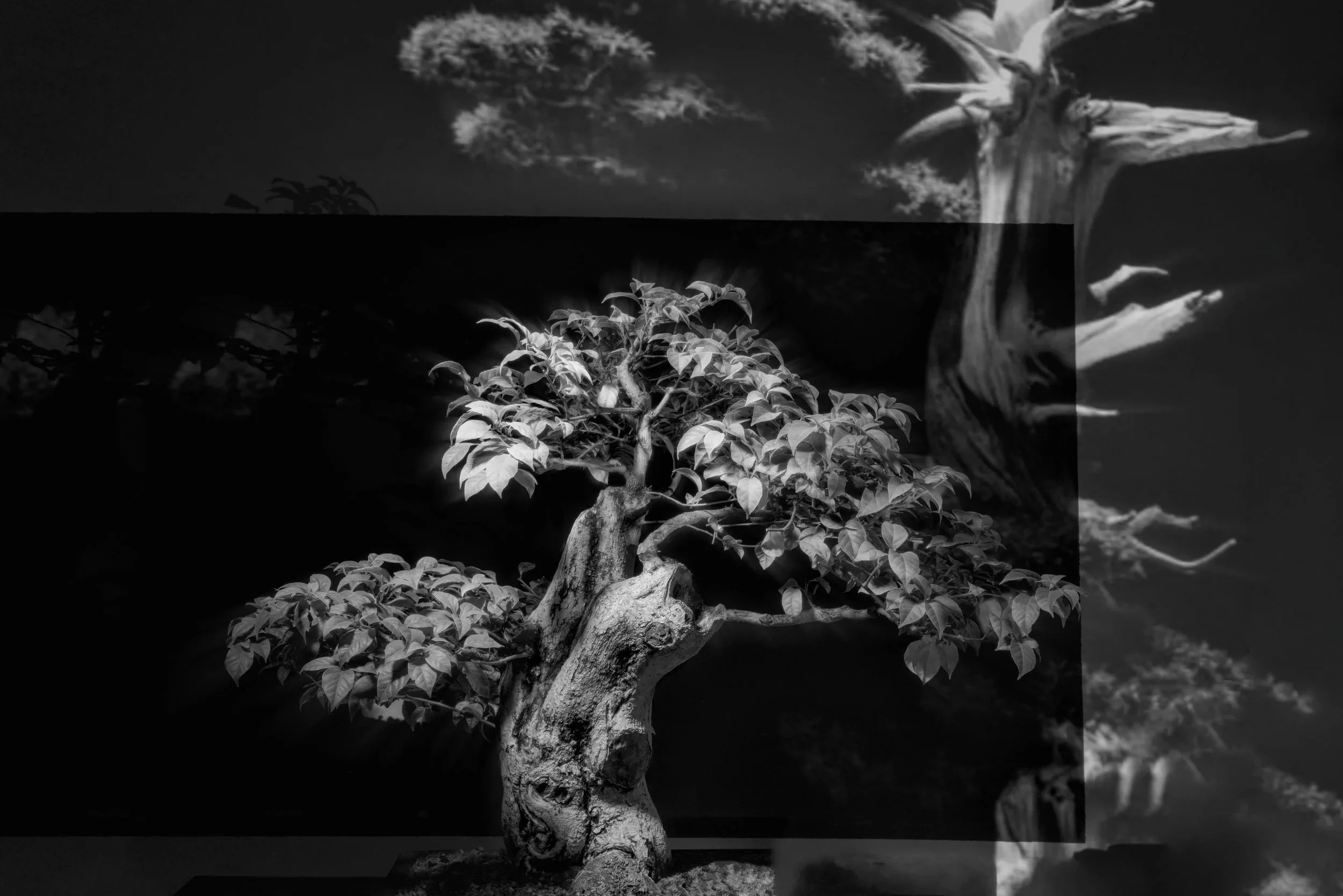 Bonsai