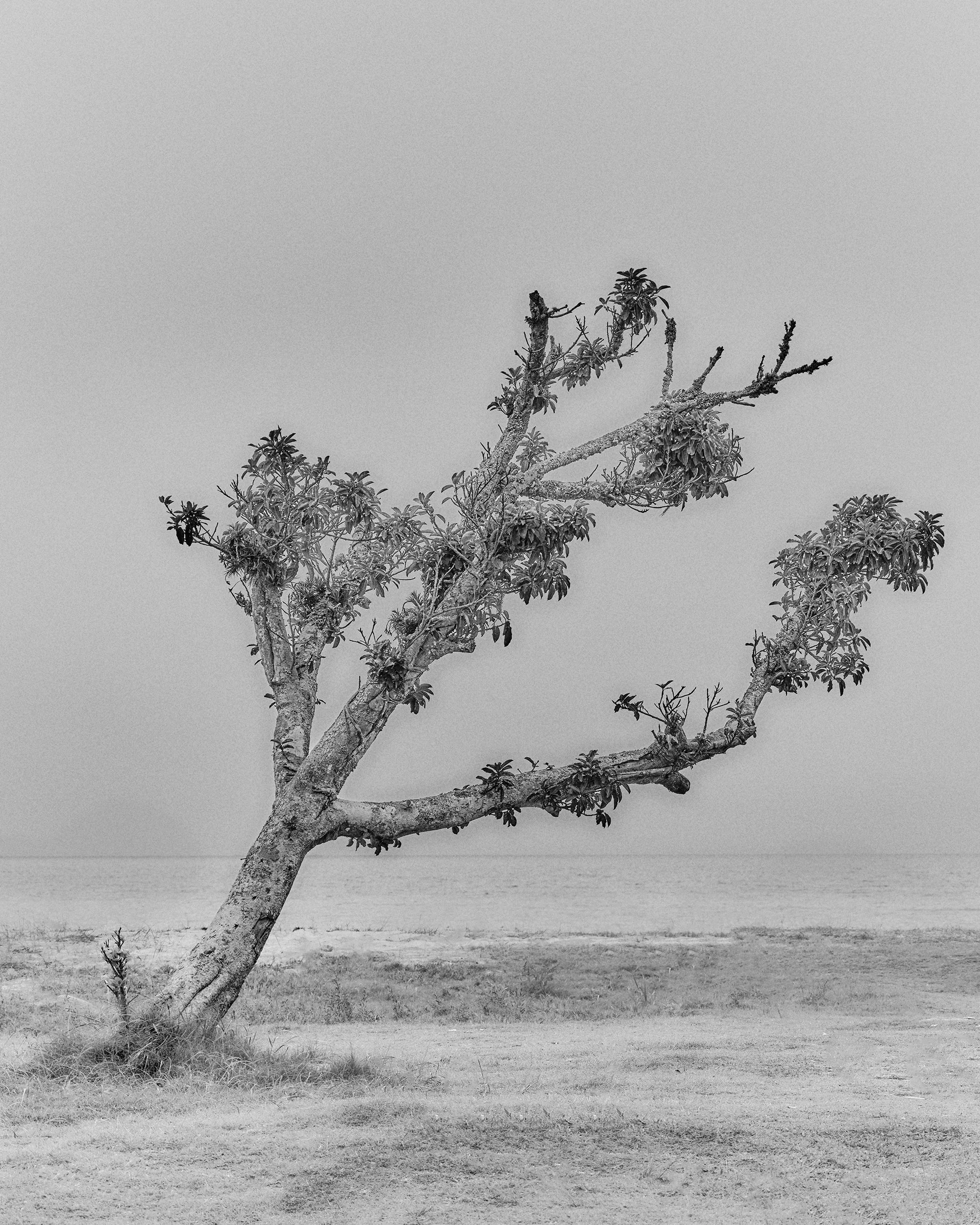Árvore inclinado em uma área de areia ou terra, com céu nublado ao fundo, em uma paisagem natural.