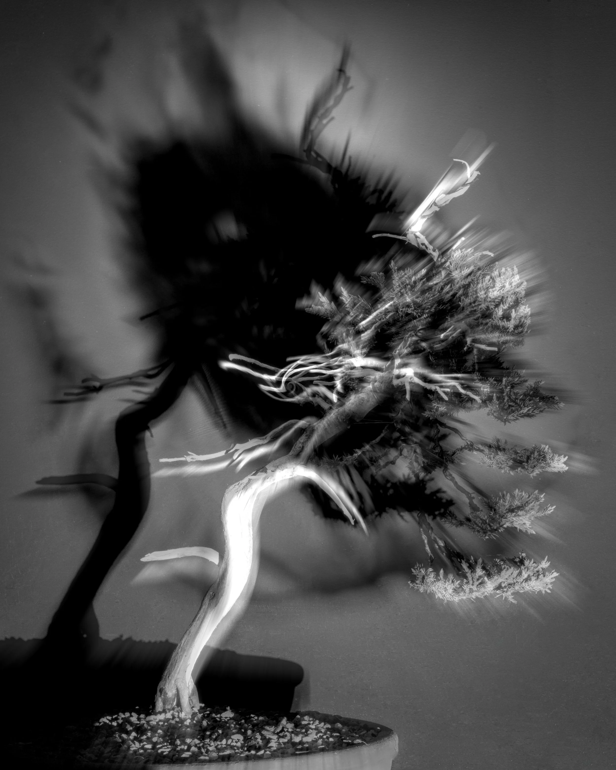 bonsainew6.jpg