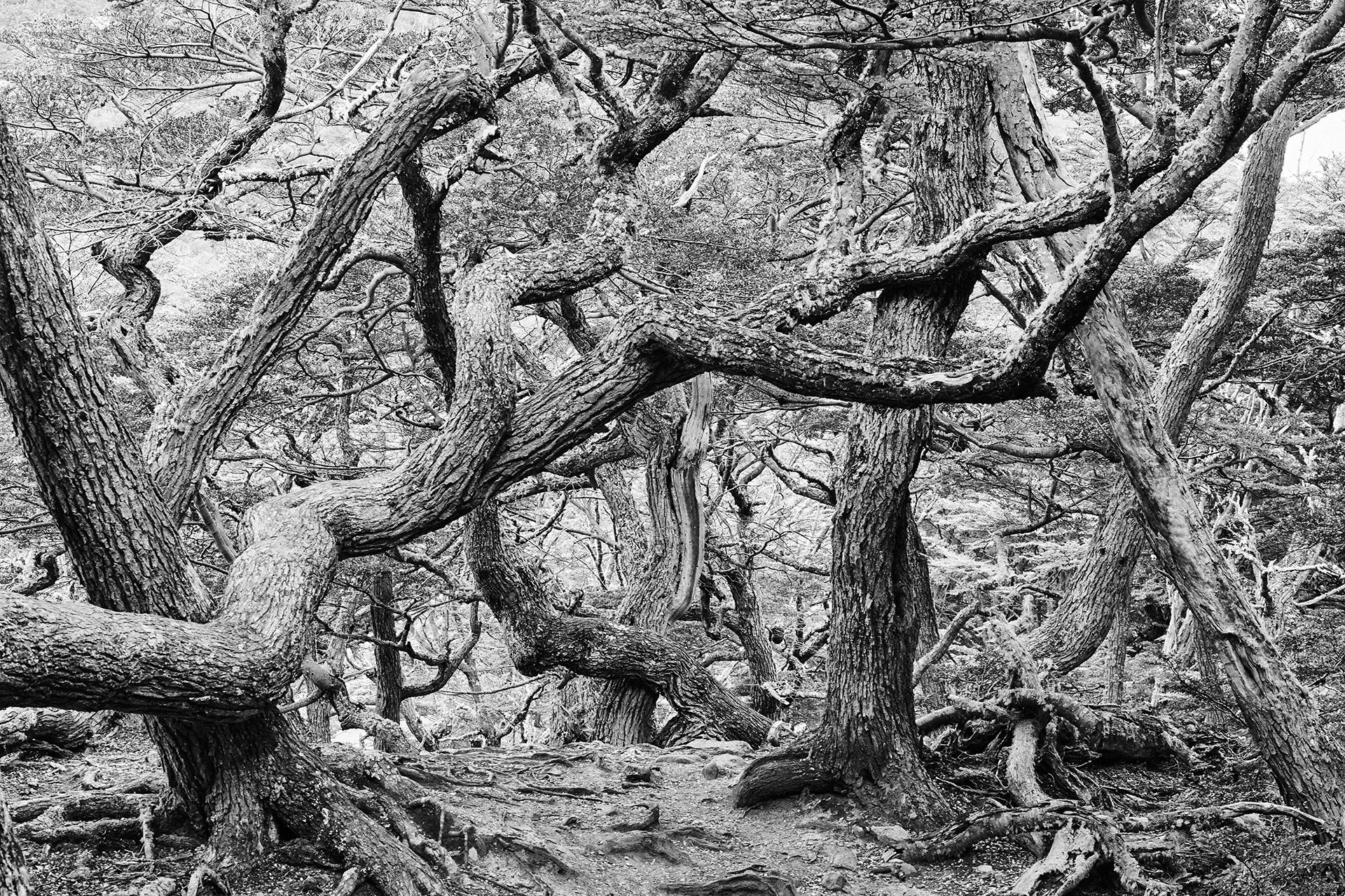 Árvores retorcidas com troncos e galhos entrelaçados em uma floresta
