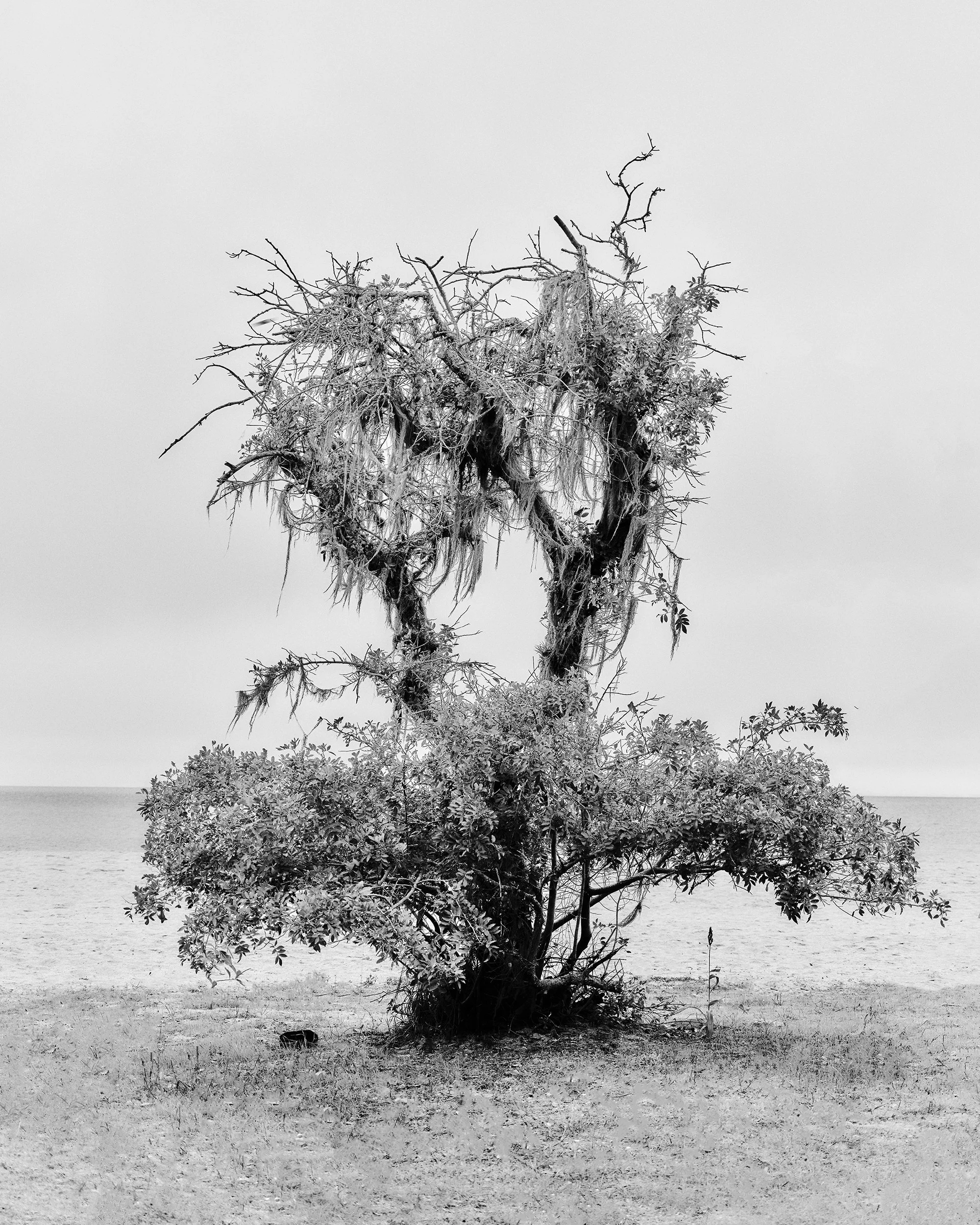 Árvore seca e retorcida na costa de uma praia, com céu nublado ao fundo, em uma foto em preto e branco.