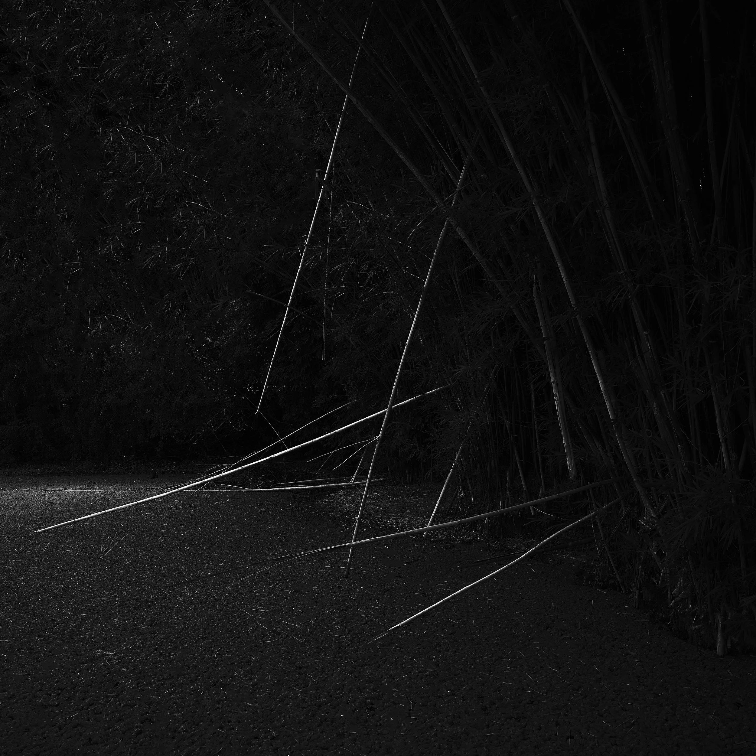 Paisagem escura de uma floresta densa com bambu, com alguns bambus caídos na frente, criando uma sensação de desordem e mistério.