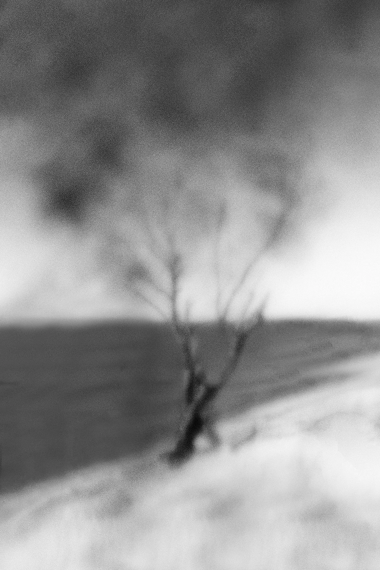 Imagem preta e branca de uma árvore pequena no centro de um campo aberto, com um céu nublado ao fundo.