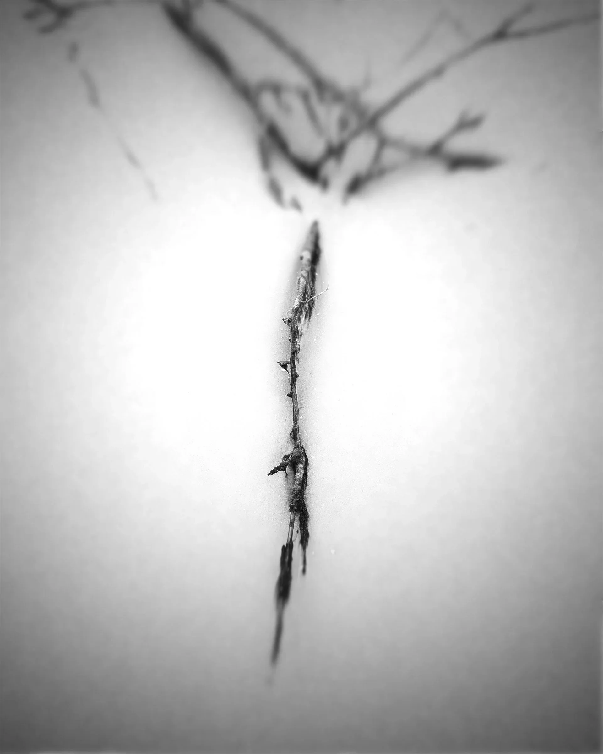 obra-galho.jpg