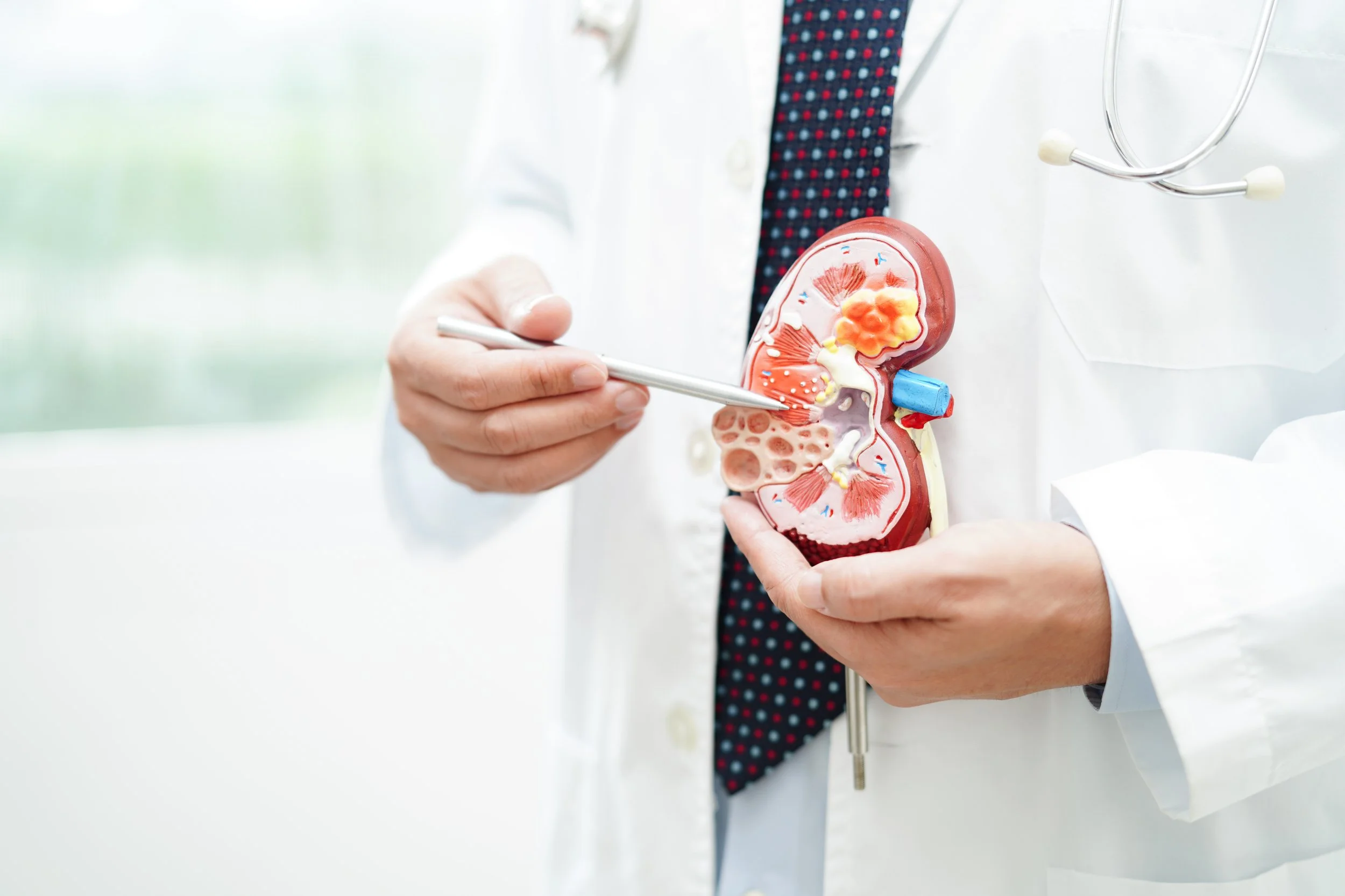 A medical professional in a white coat examining a detailed anatomical model of a human kidney.