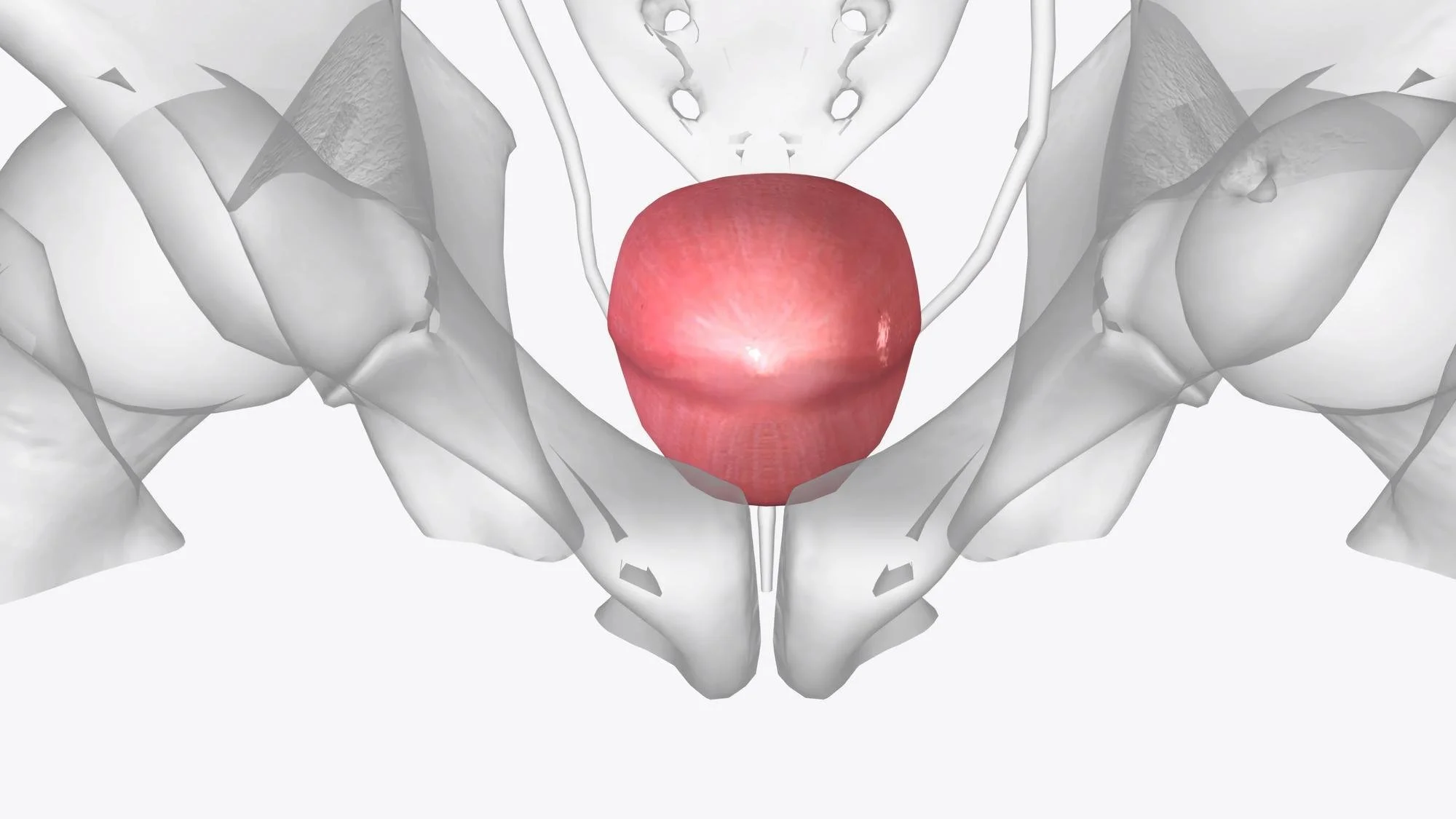 A 3D medical illustration of a pelvis with the bladder highlighted in red.